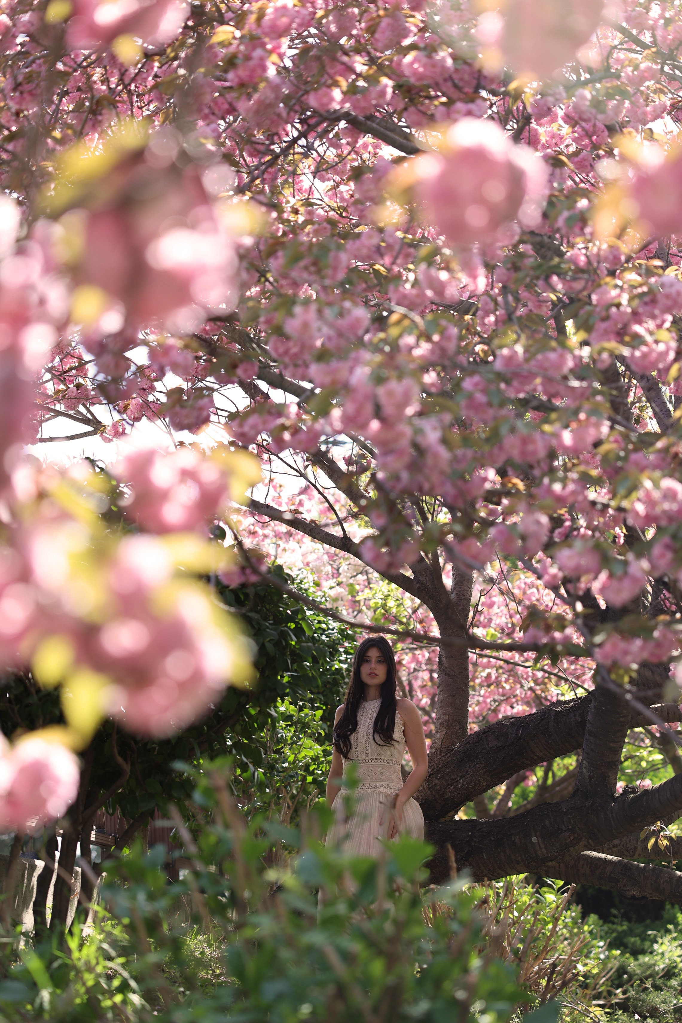 Busan Photographer. Photographer in Busan | Royal Cherry Blossom Solo Photoshoot