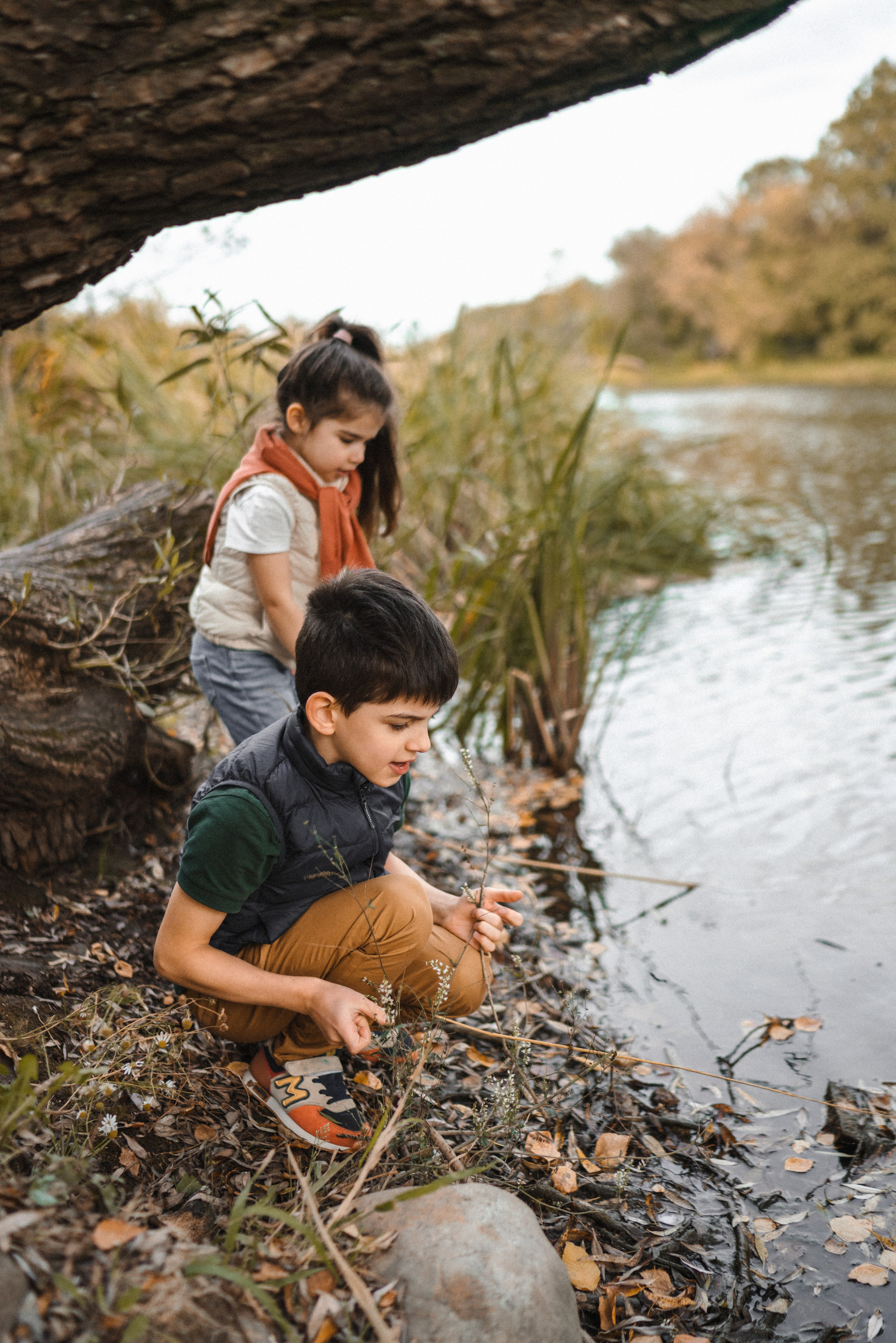 Дерево-брокколи. Фотограф Анна Кобазева, Москва
