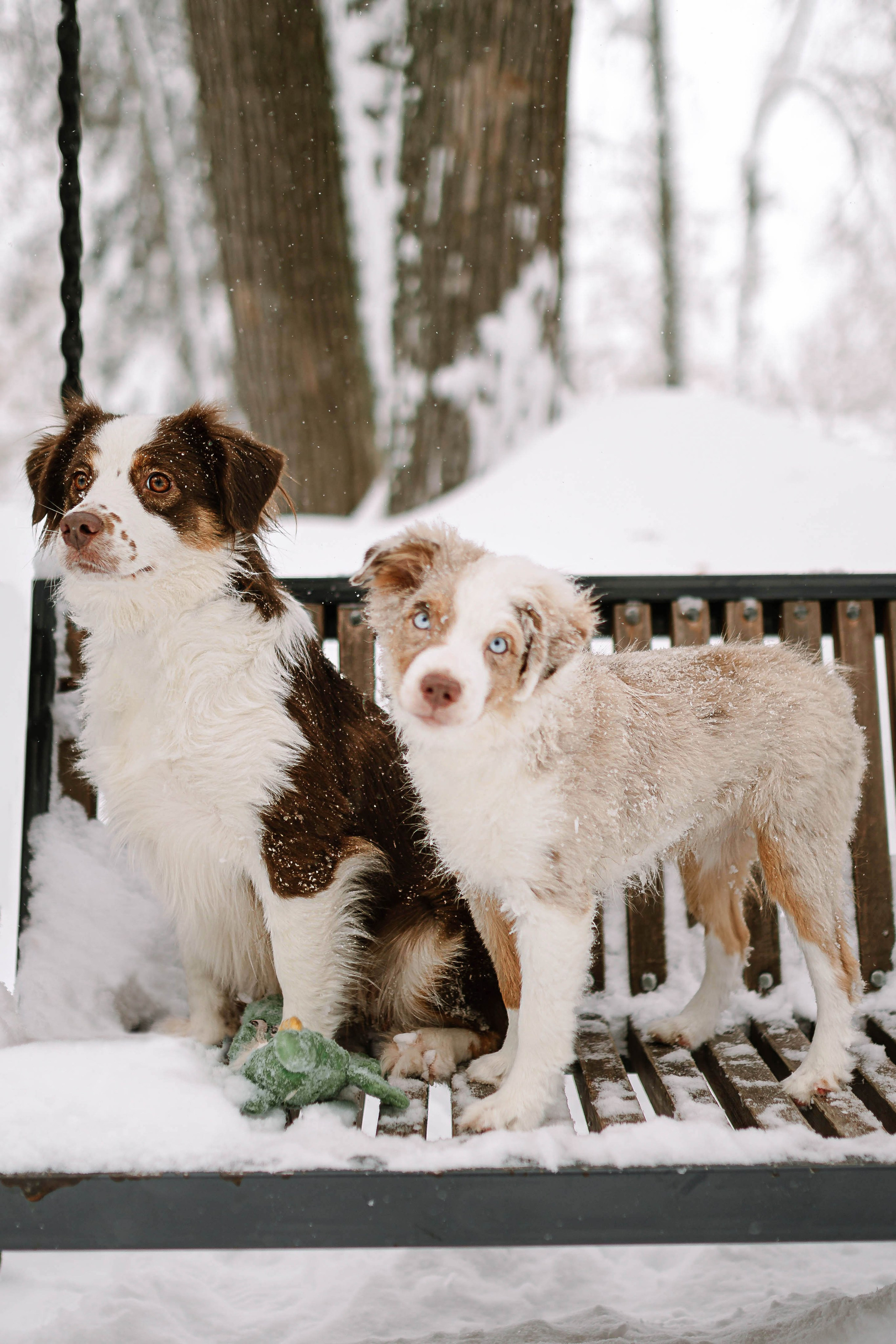 Миниатюрные американские овчарки. Прогулка в парке. Фотограф Александра Кузнецова