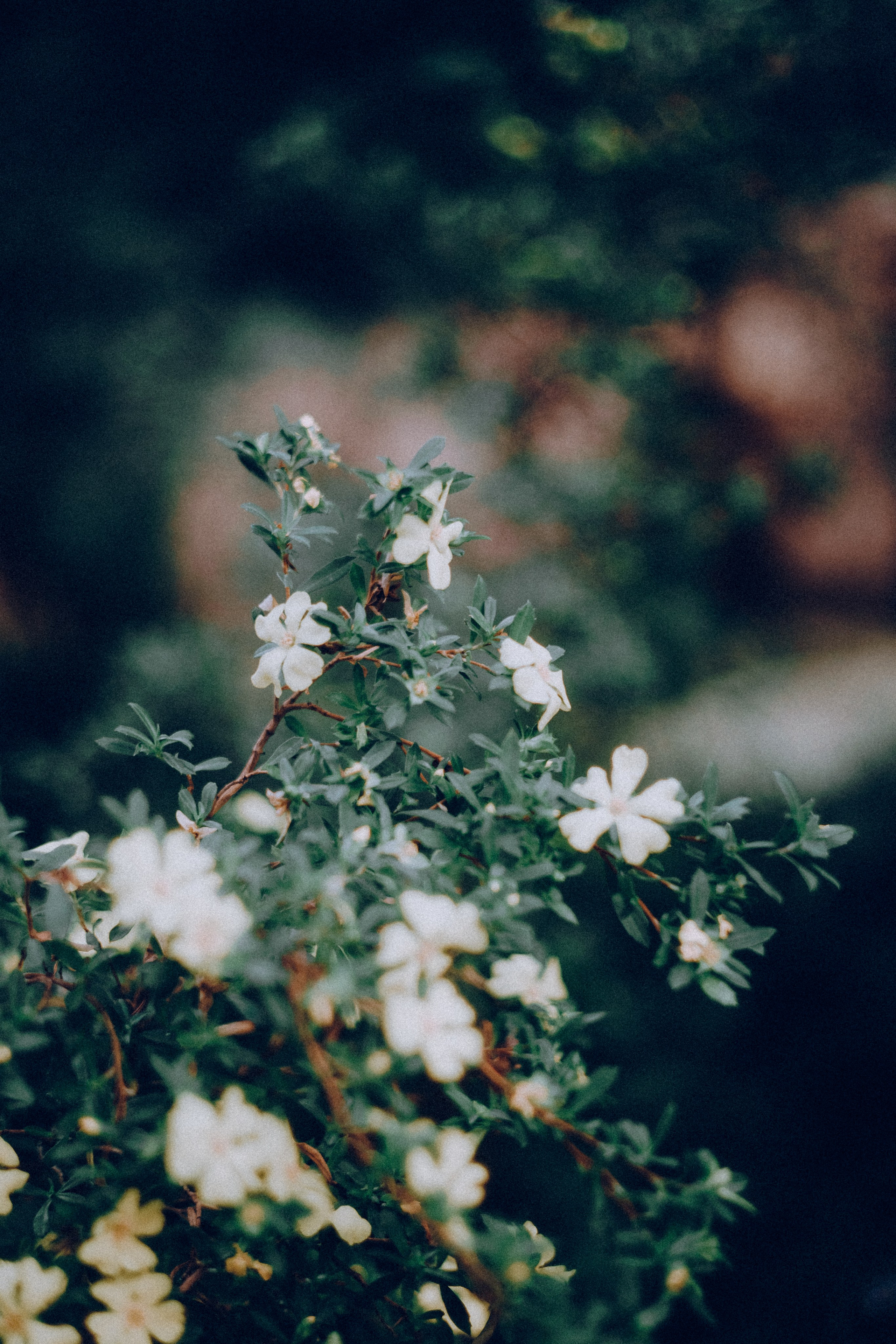 Botanical. Портретный и свадебный фотограф в Москве и Санкт-Петербурге. Учитель фотографии онлайн и оффлайн