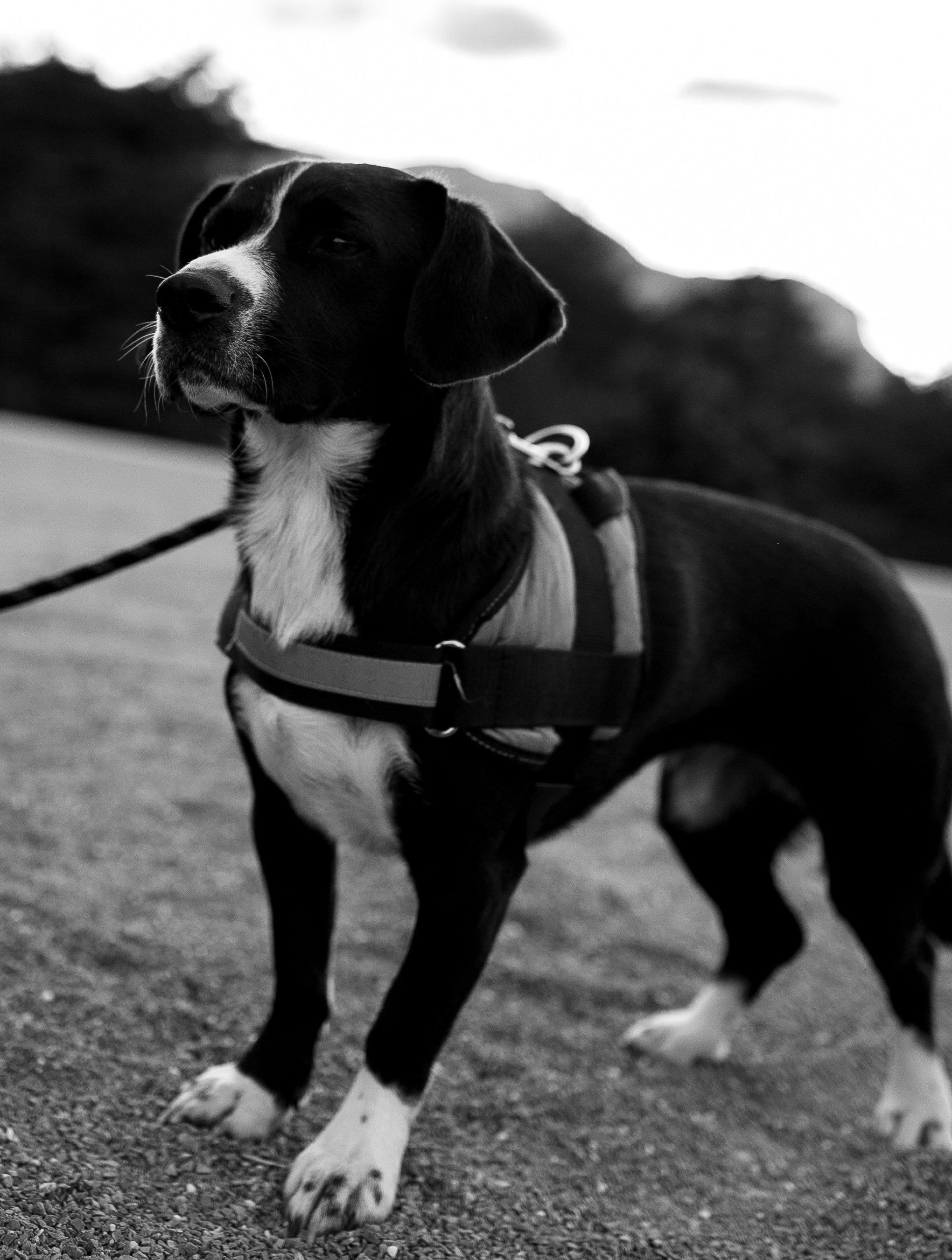 Стив, Шарли, Каро, Тэа, Нора