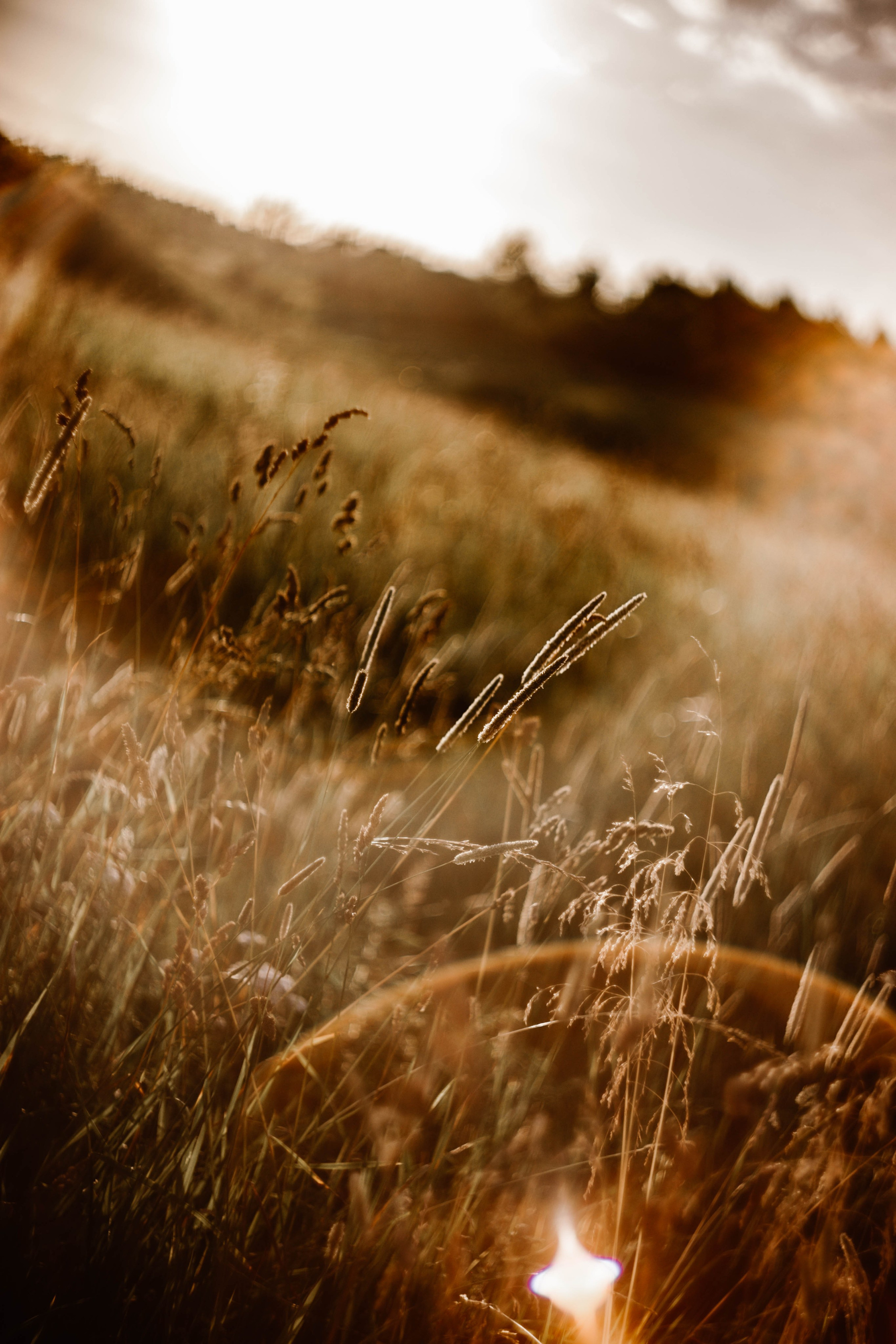 Ирина. Закат. Поле. Фотограф в Нижнем Новгороде