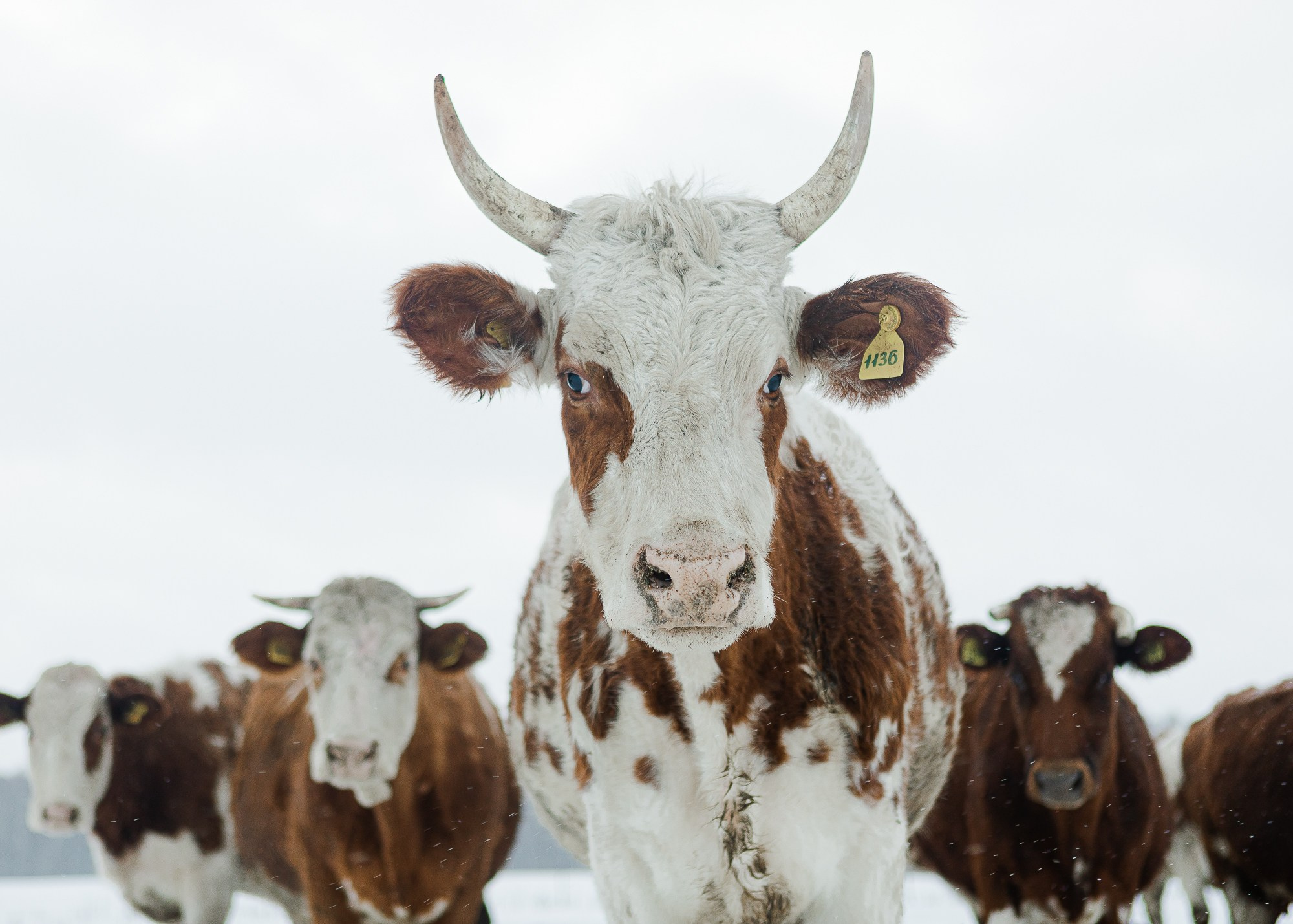 ЭкоНива — производитель молока № 1 в России