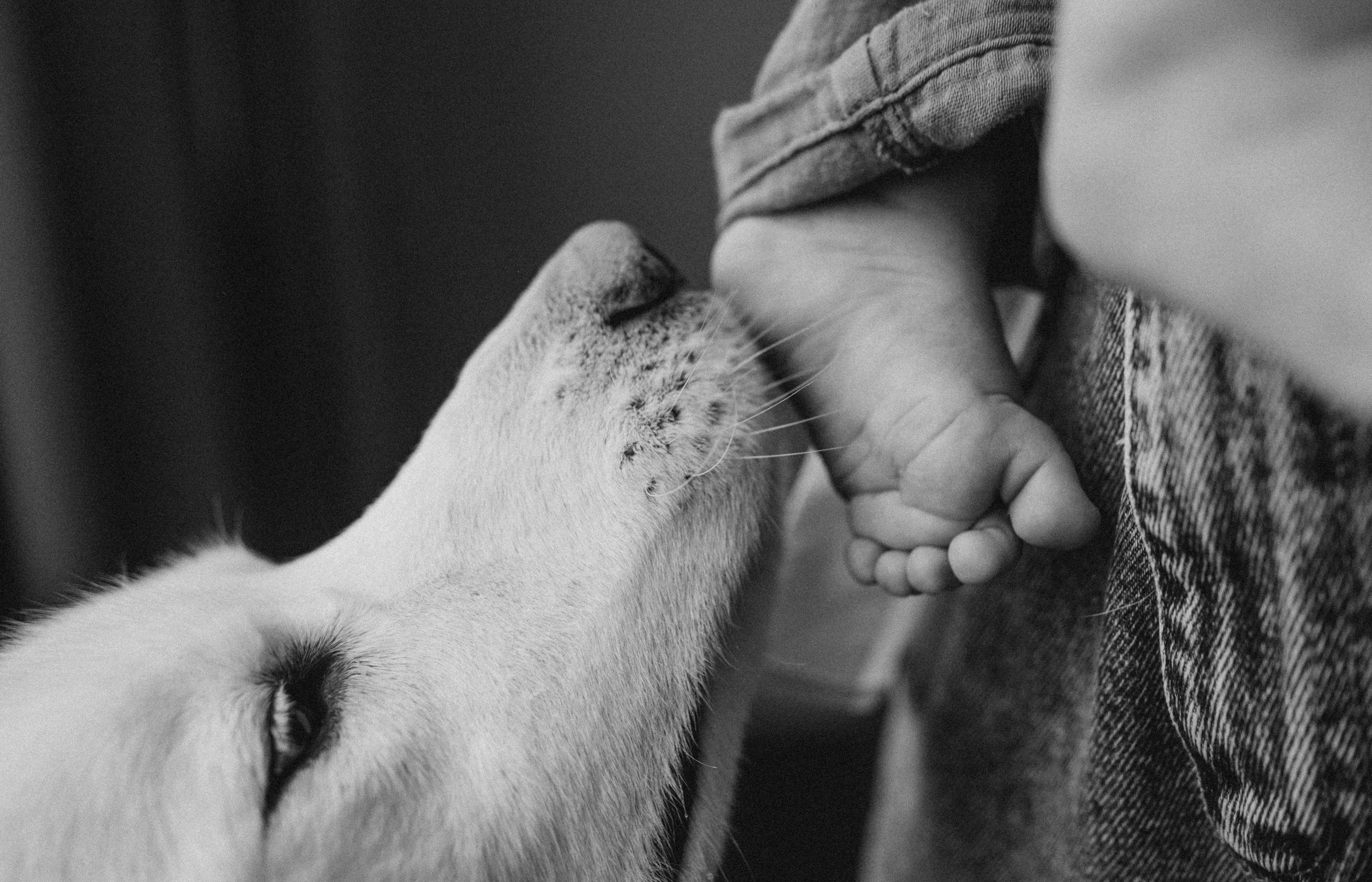 Лучшие друзья. Семейный фотограф и анималист в Москве Анна Иванова