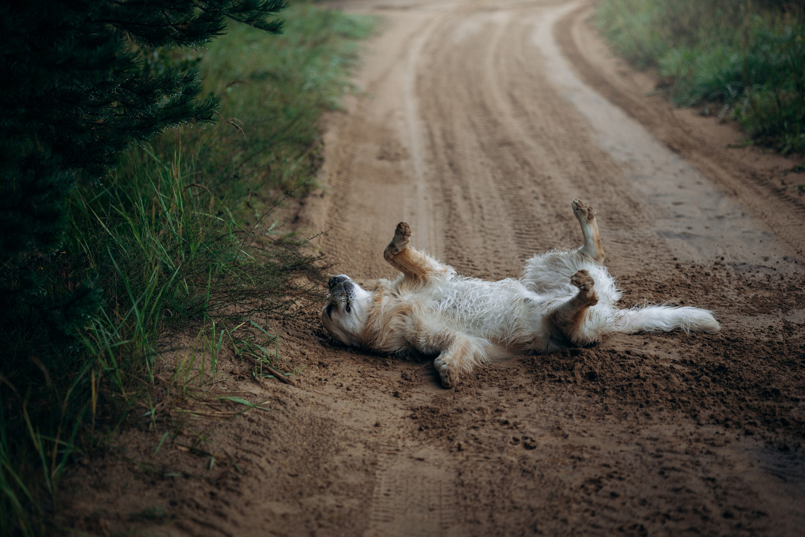 Лёва и его семья. Фотограф — Анималист | Санкт-Петербург