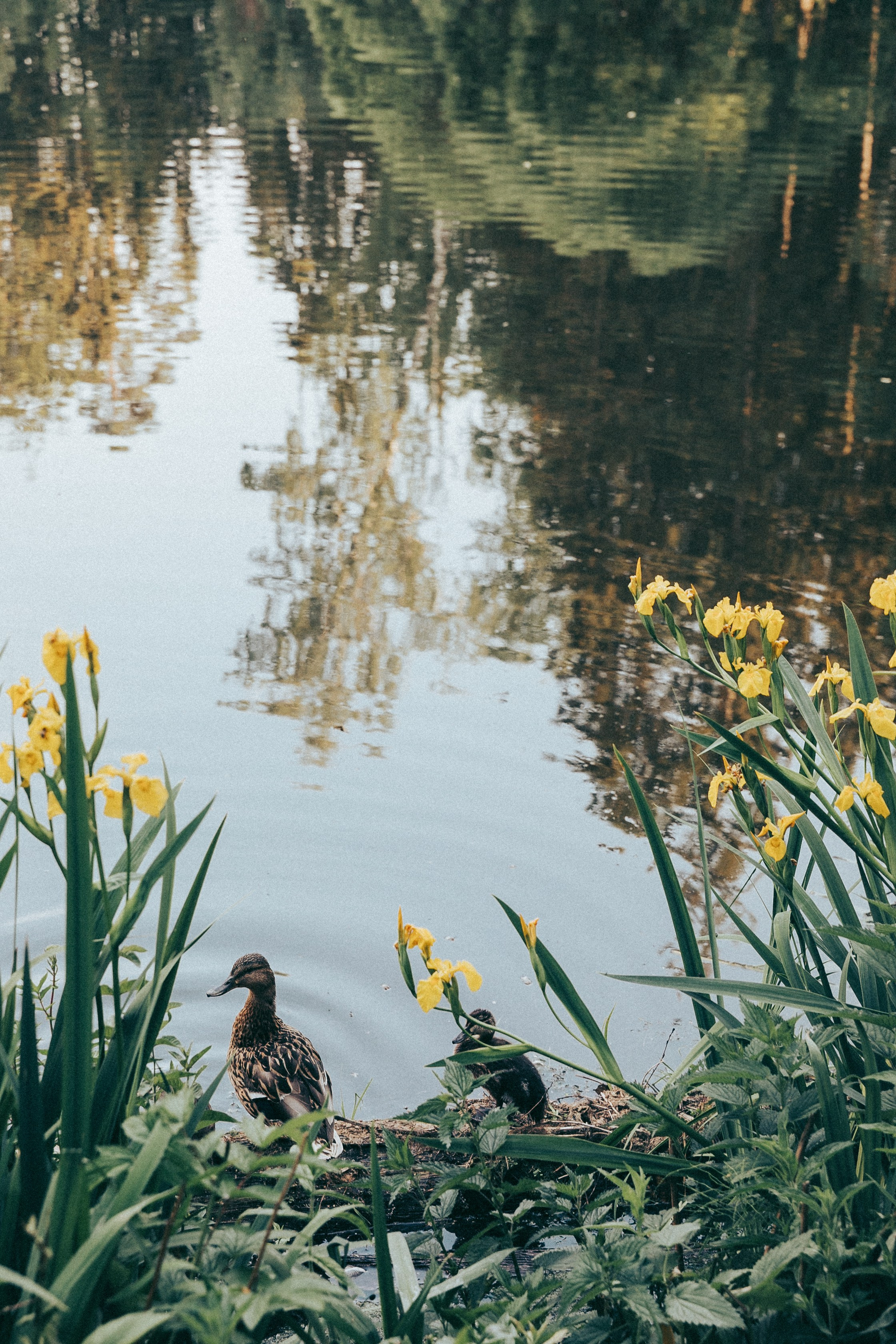 Юля. Фотограф в Москве Шаганова Нина
