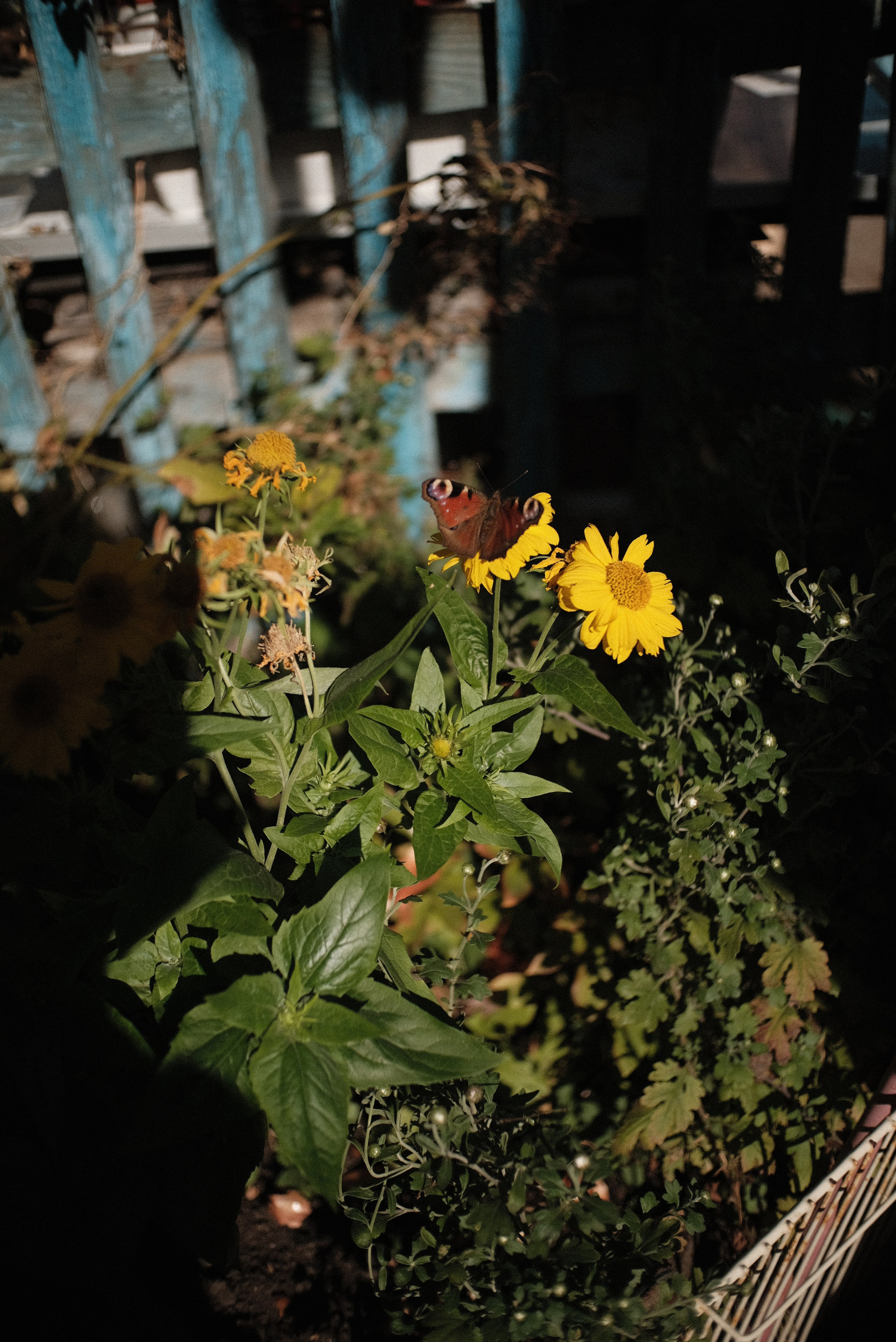 Семья. Фотограф Анна Кирнос