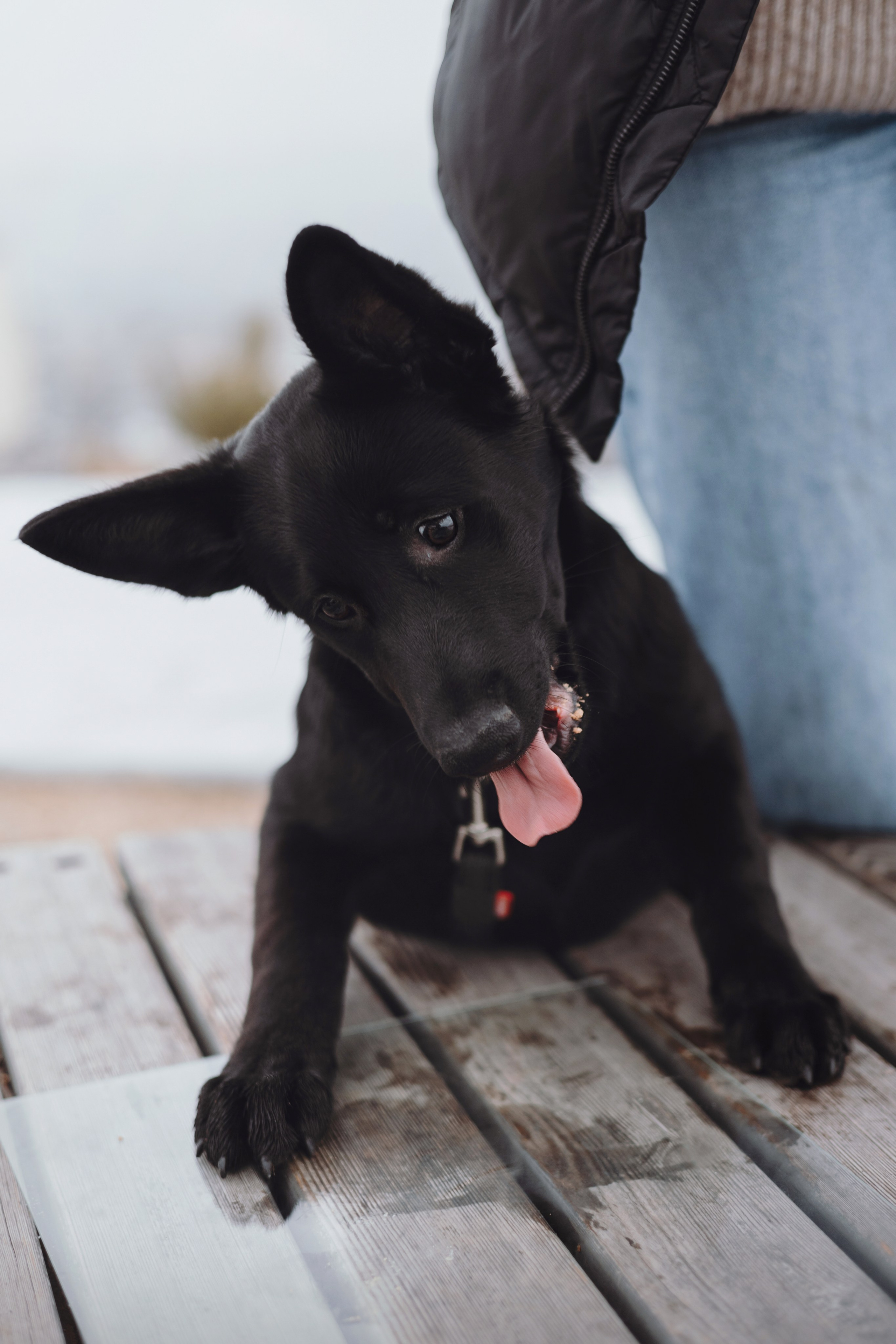 Ксения и Юта. Фотограф — анималист Владивосток, Алина