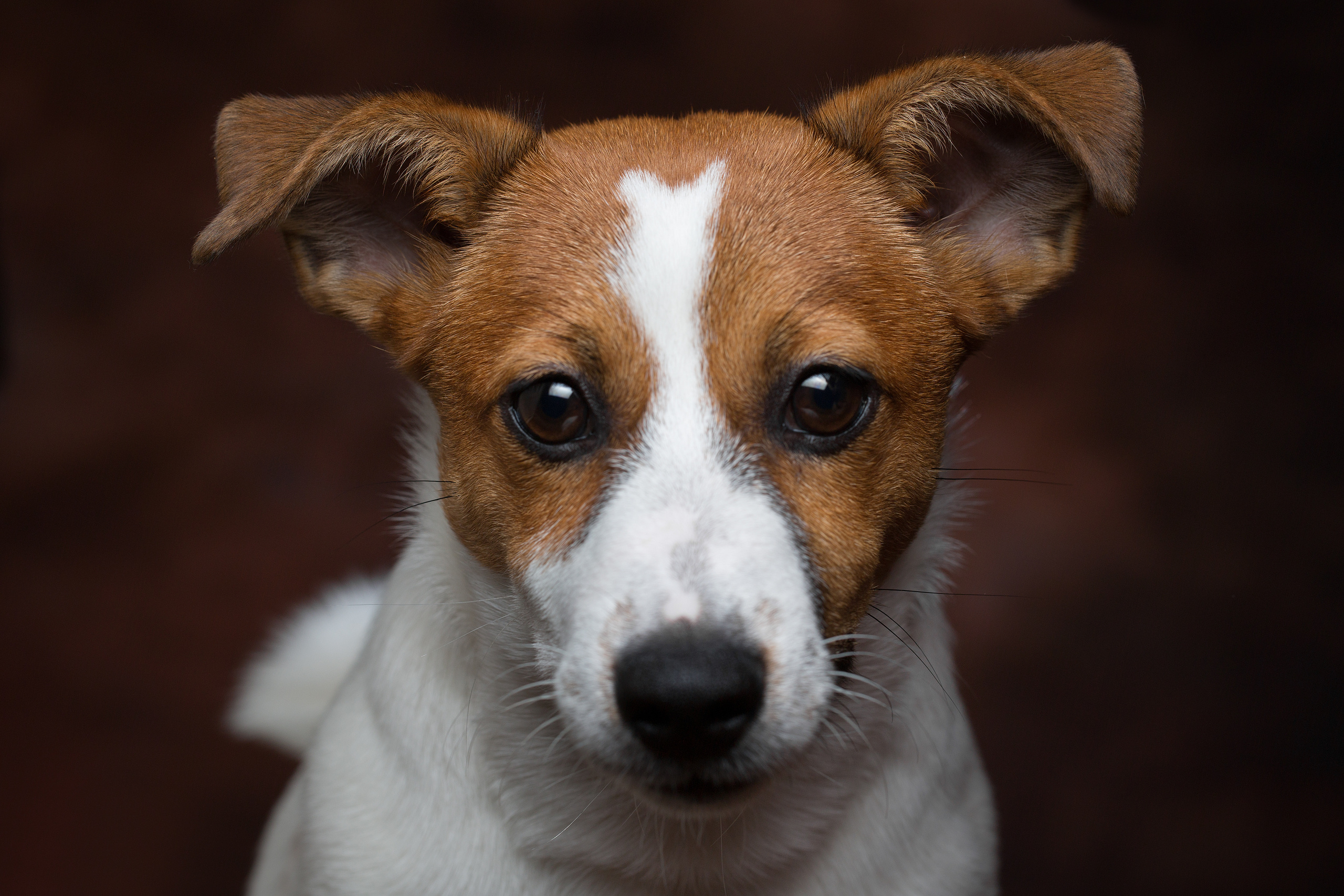 Фотосъемка собак