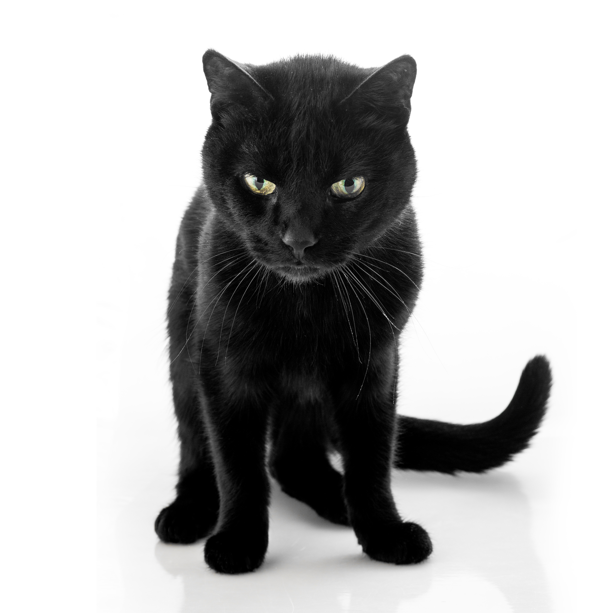 Фотограф анималист