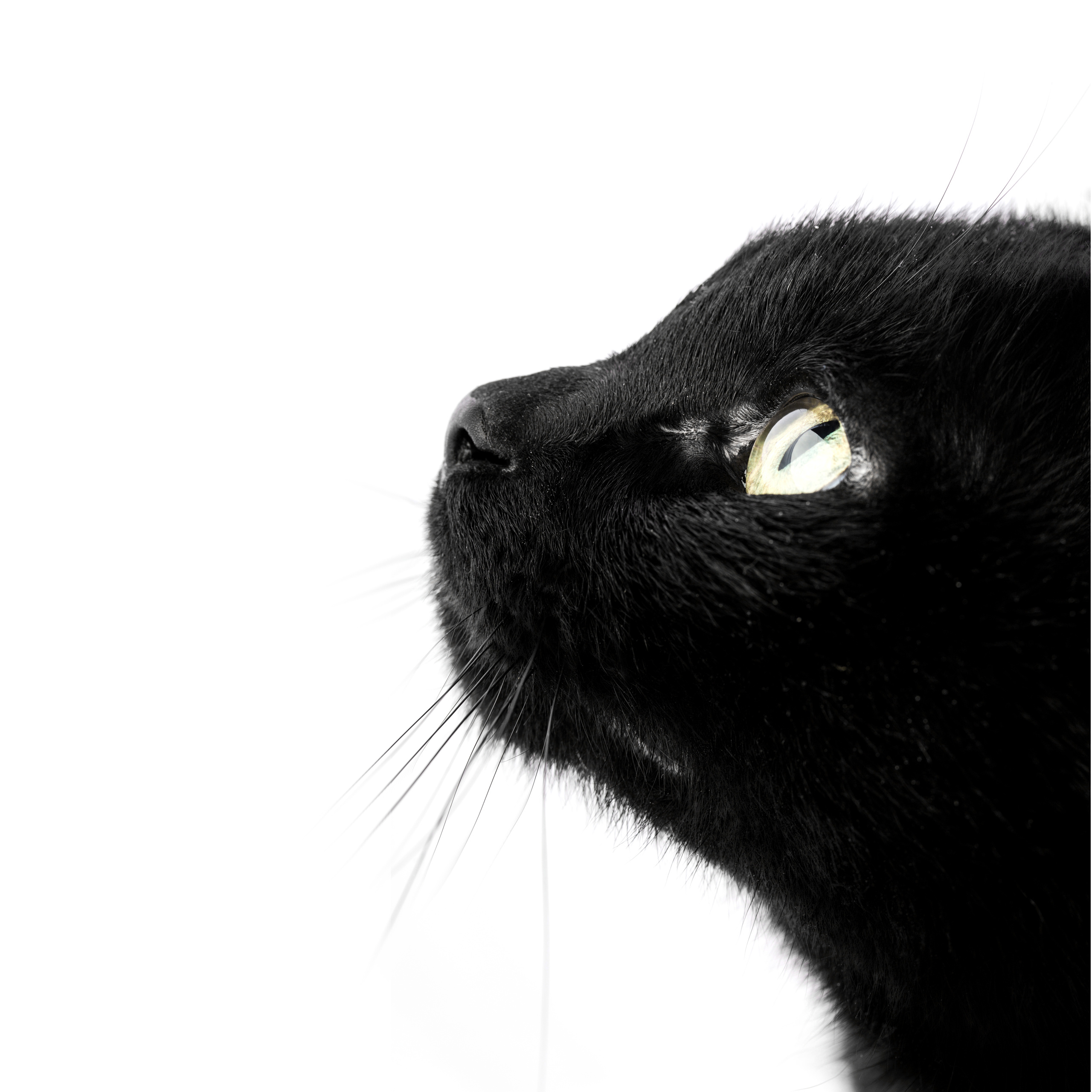 Фотосъемка кошек