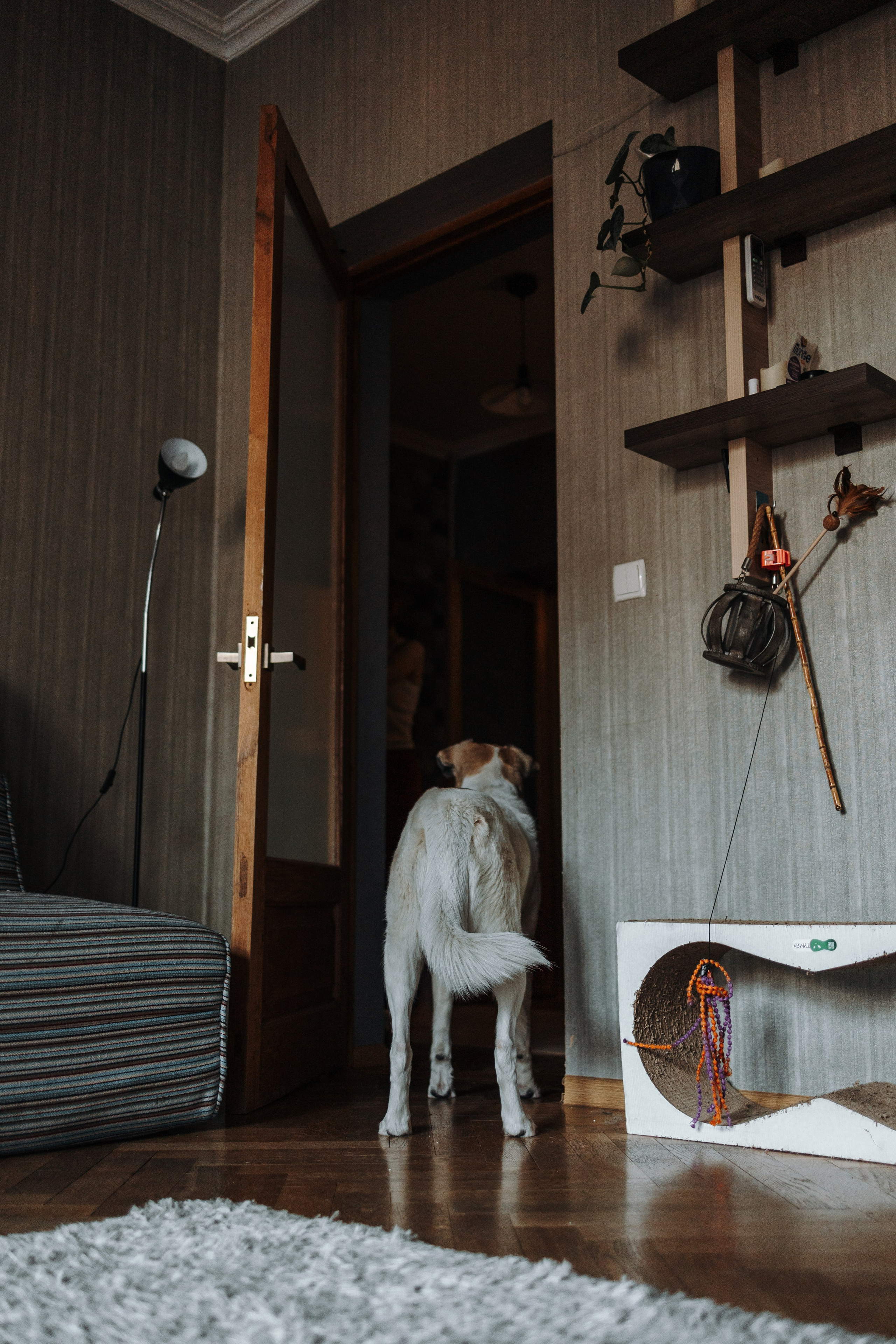 Саша и ее хвосты. Фотограф — Анималист | Санкт-Петербург