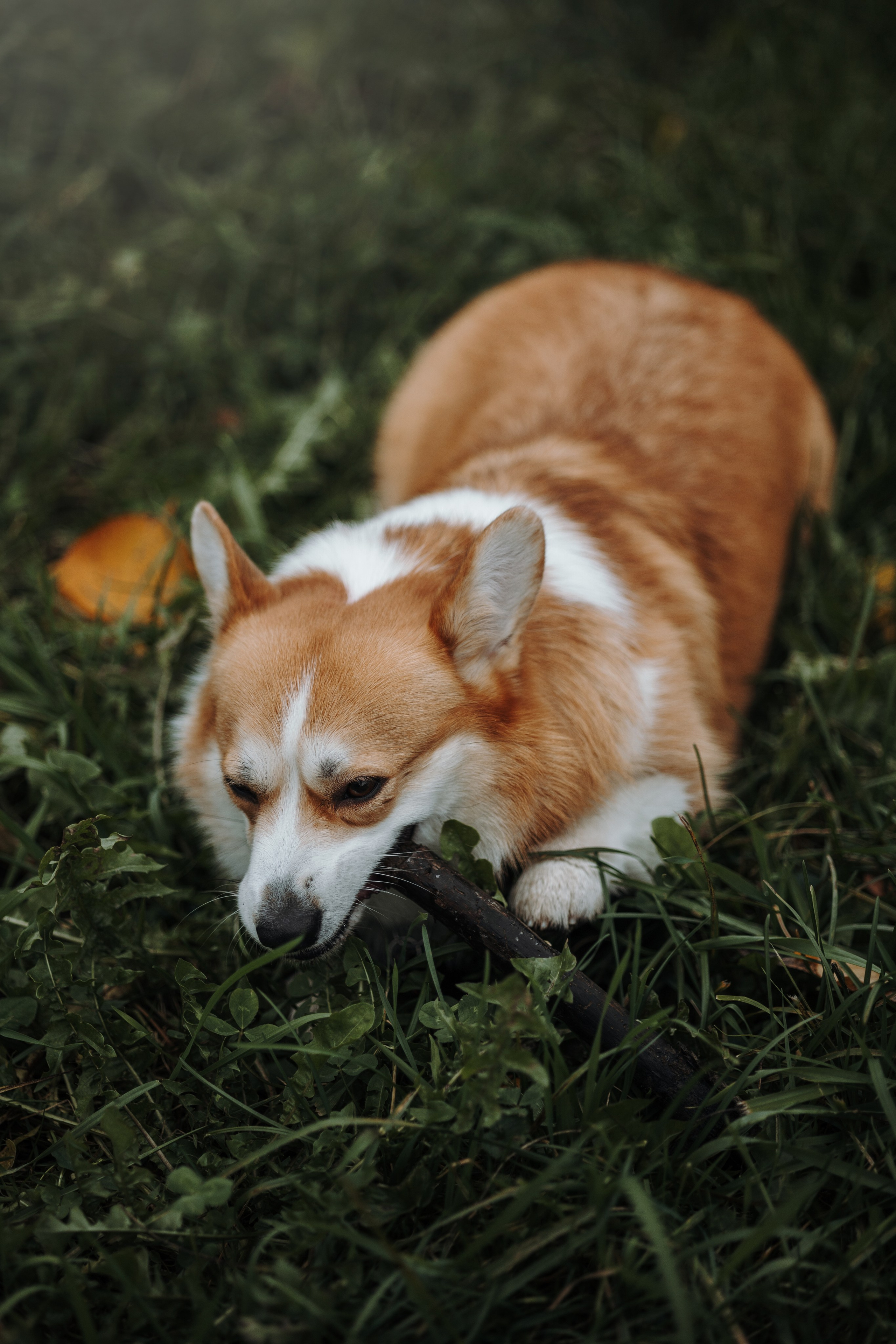 Юля и Терри. Фотограф — Анималист | Санкт-Петербург