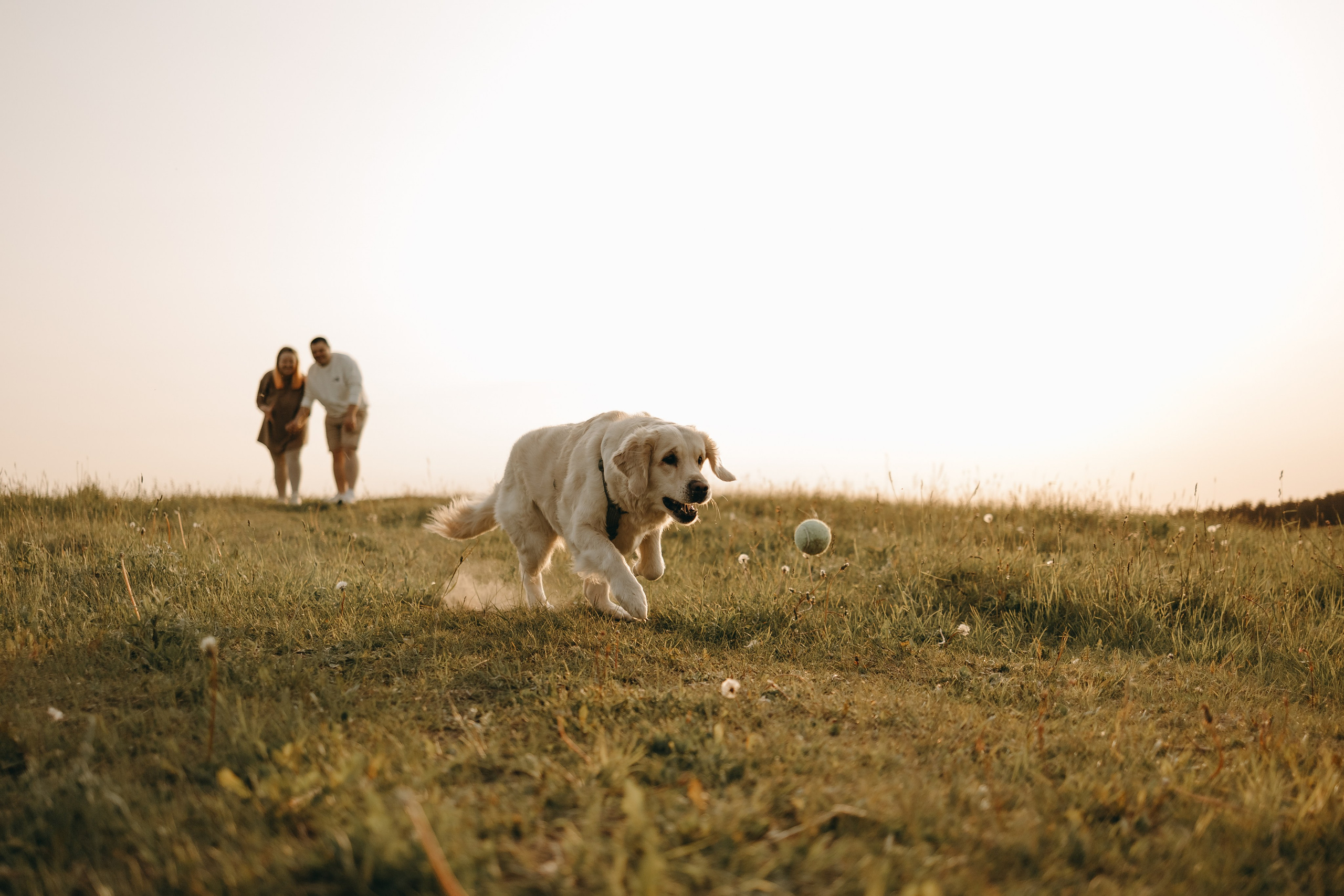 Милка и ребята. Фотограф — Анималист | Санкт-Петербург