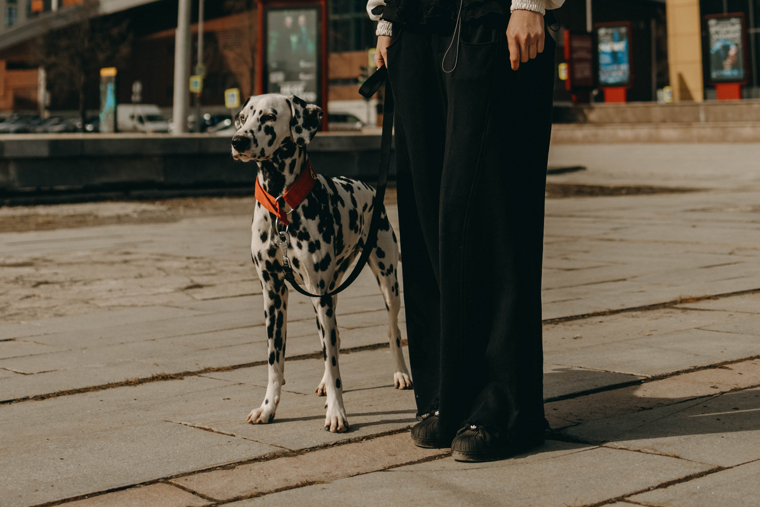 Диана и Лекса. Фотограф-анималист в Екатеринбурге | Кристина