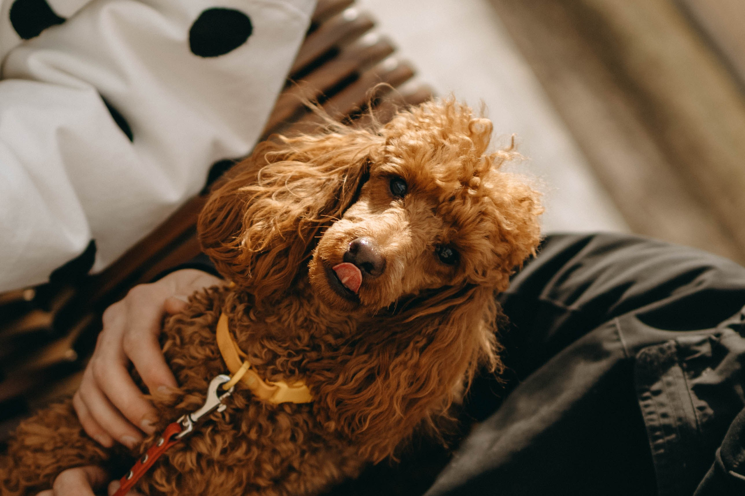 Диана и Лекса. Фотограф-анималист в Екатеринбурге | Кристина