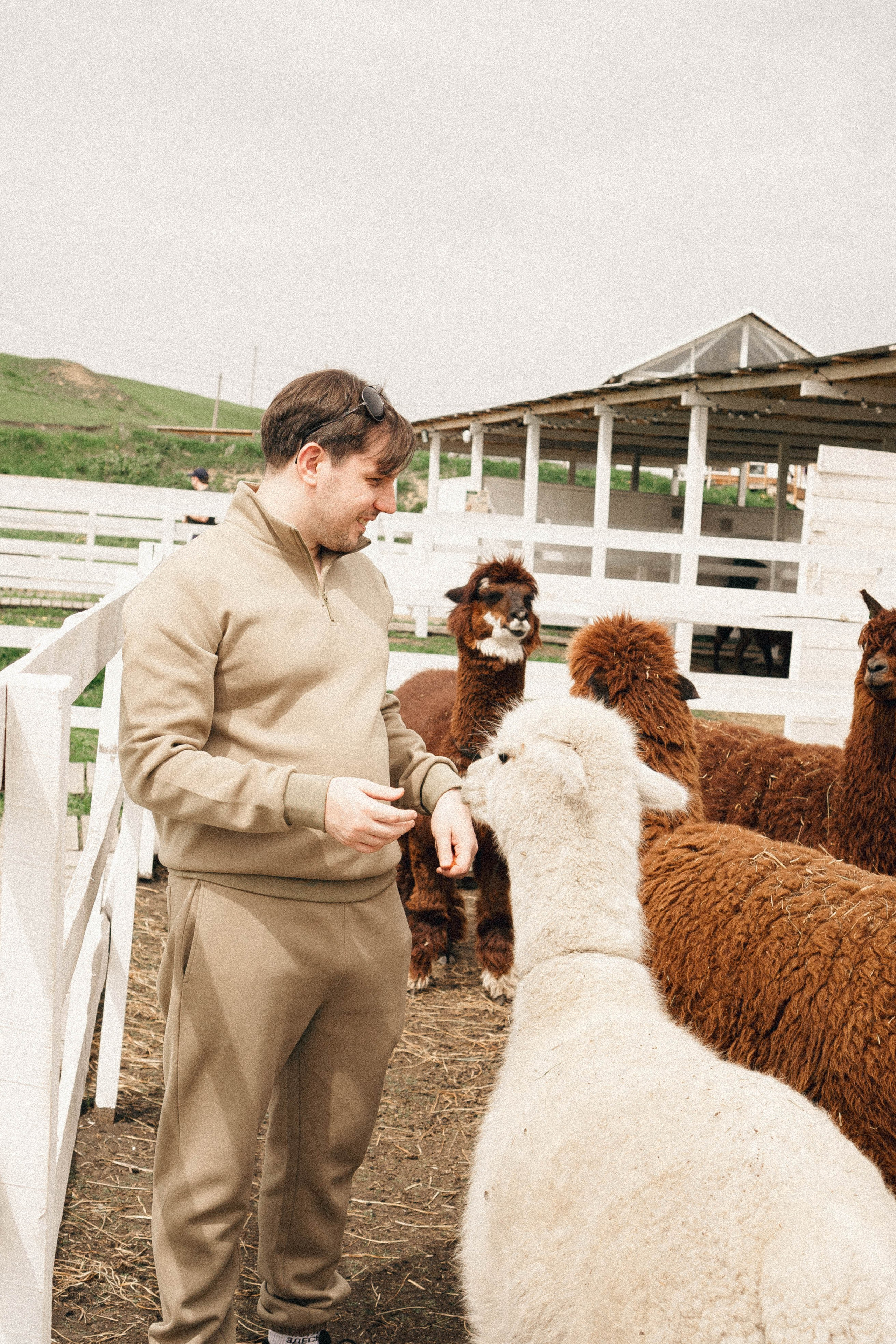 Ферма Альпак. Профессиональный фотограф, Санкт-Петербург — Виктория Богомолова