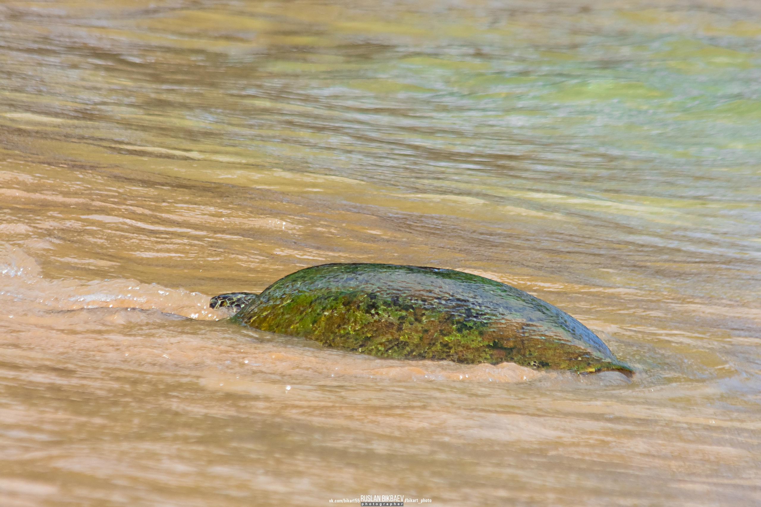 ШРИ-ЛАНКА 2025 / SRI LANKA 2025. Главная