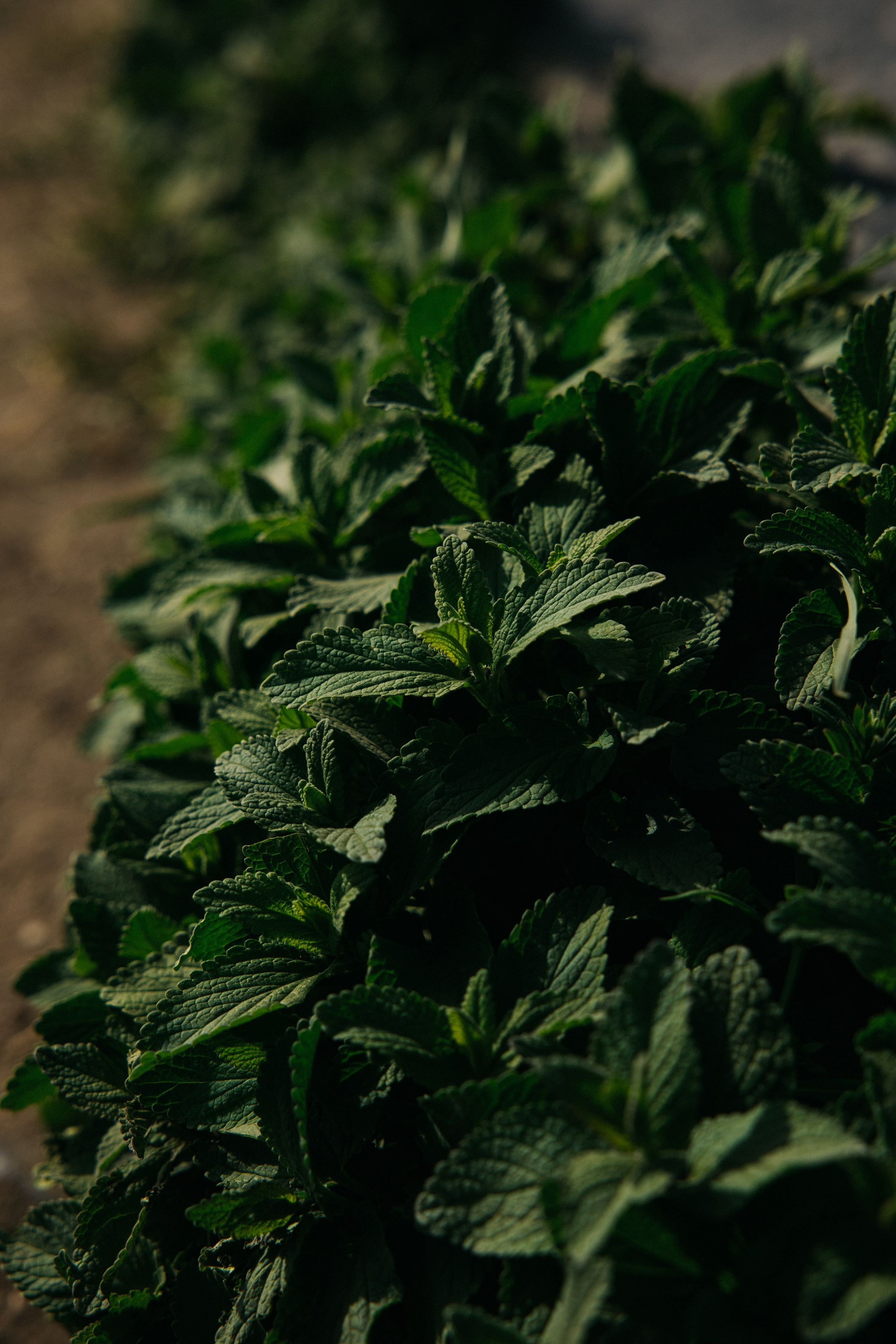 Тур, Осетия. Фотограф Эдуарда Титанян