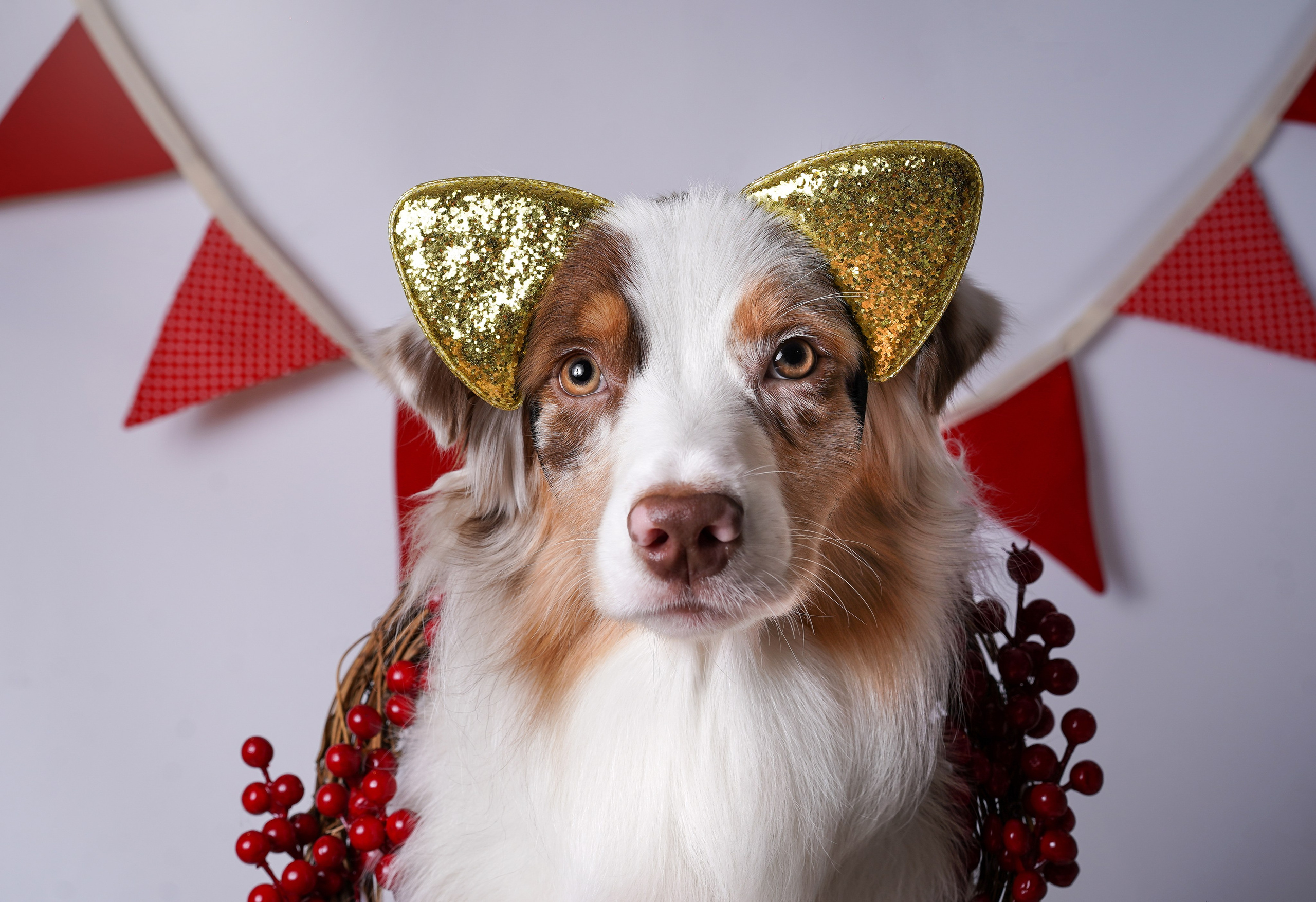 Панда Сэм и Маффин. Фотограф-анималист в Санкт-Петербурге Яна Мартынова