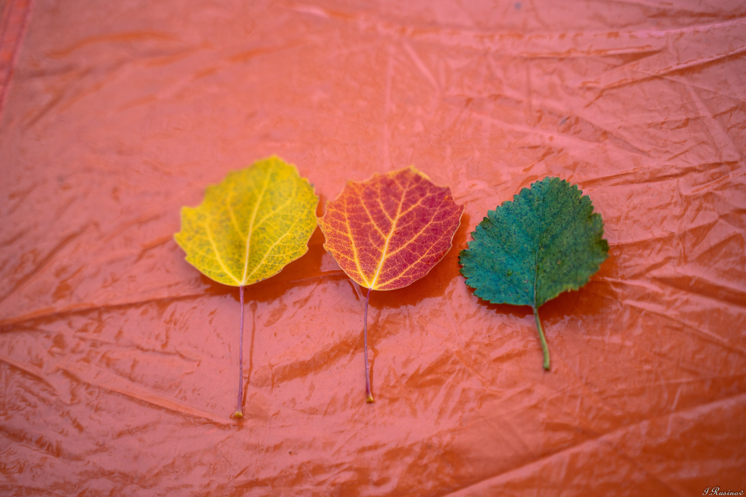 ХИБИНЫ 2021 г. Event фотограф Степанова Александра