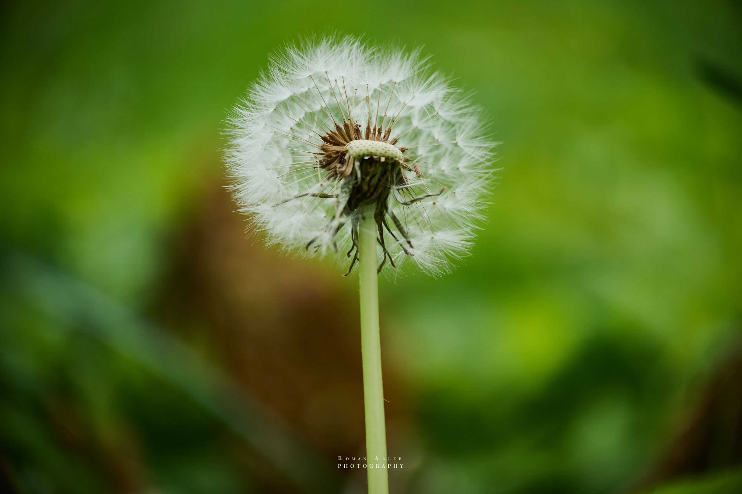 фото одуванчиков