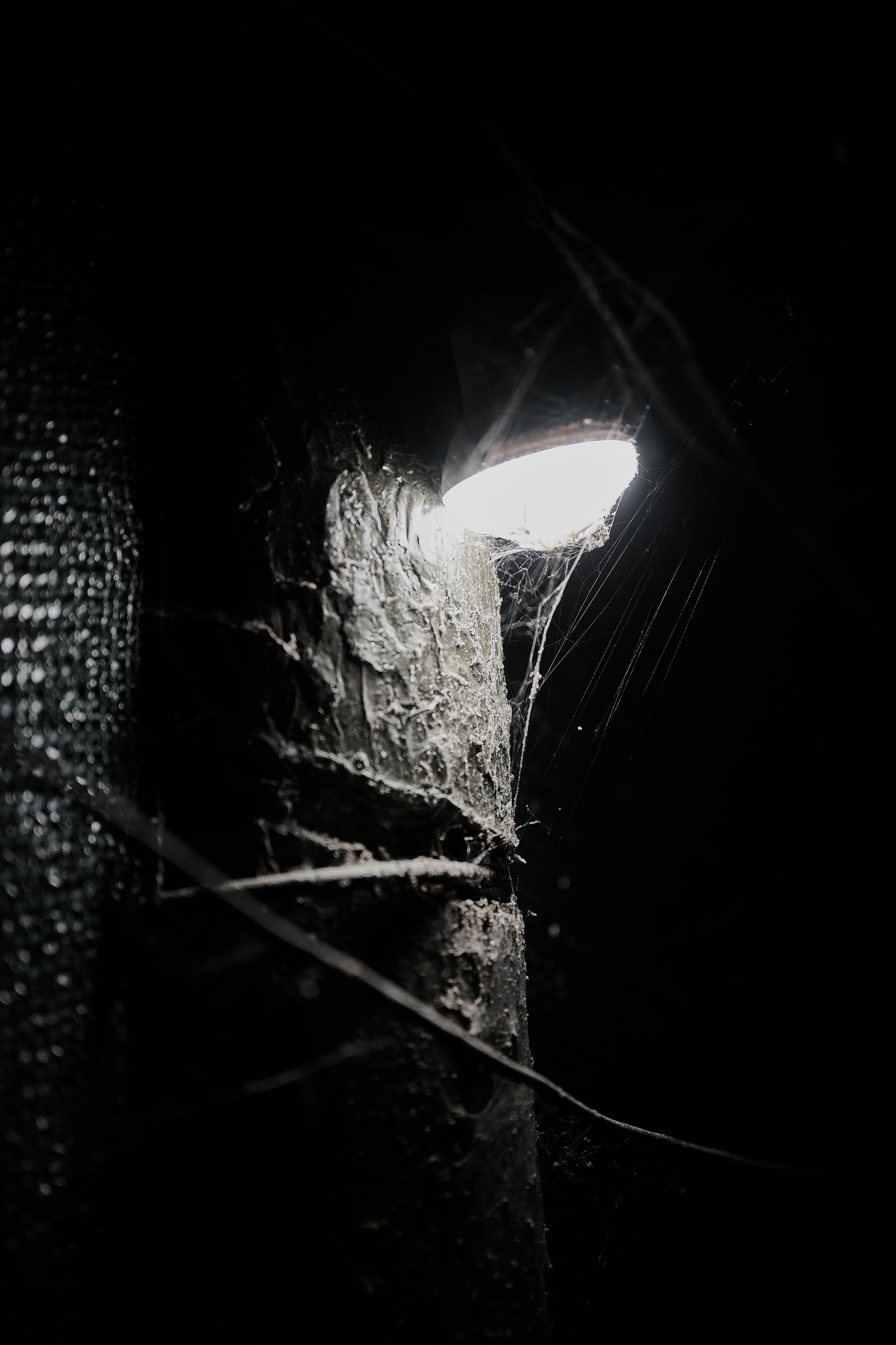 Поздравляем Товарищей с Новым Годом!. Фотограф Роман Адлер