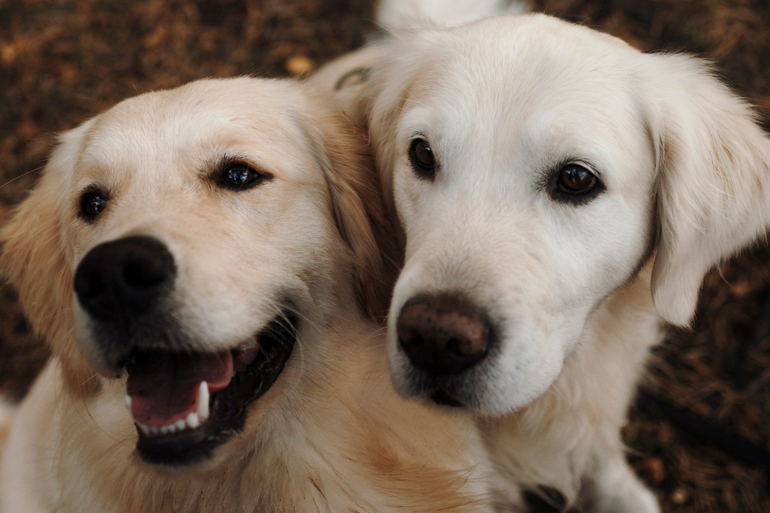 Прогулка Насти с Арчи и Арагоном. Фотограф-анималист в Санкт-Петеребурге Титова Алиса