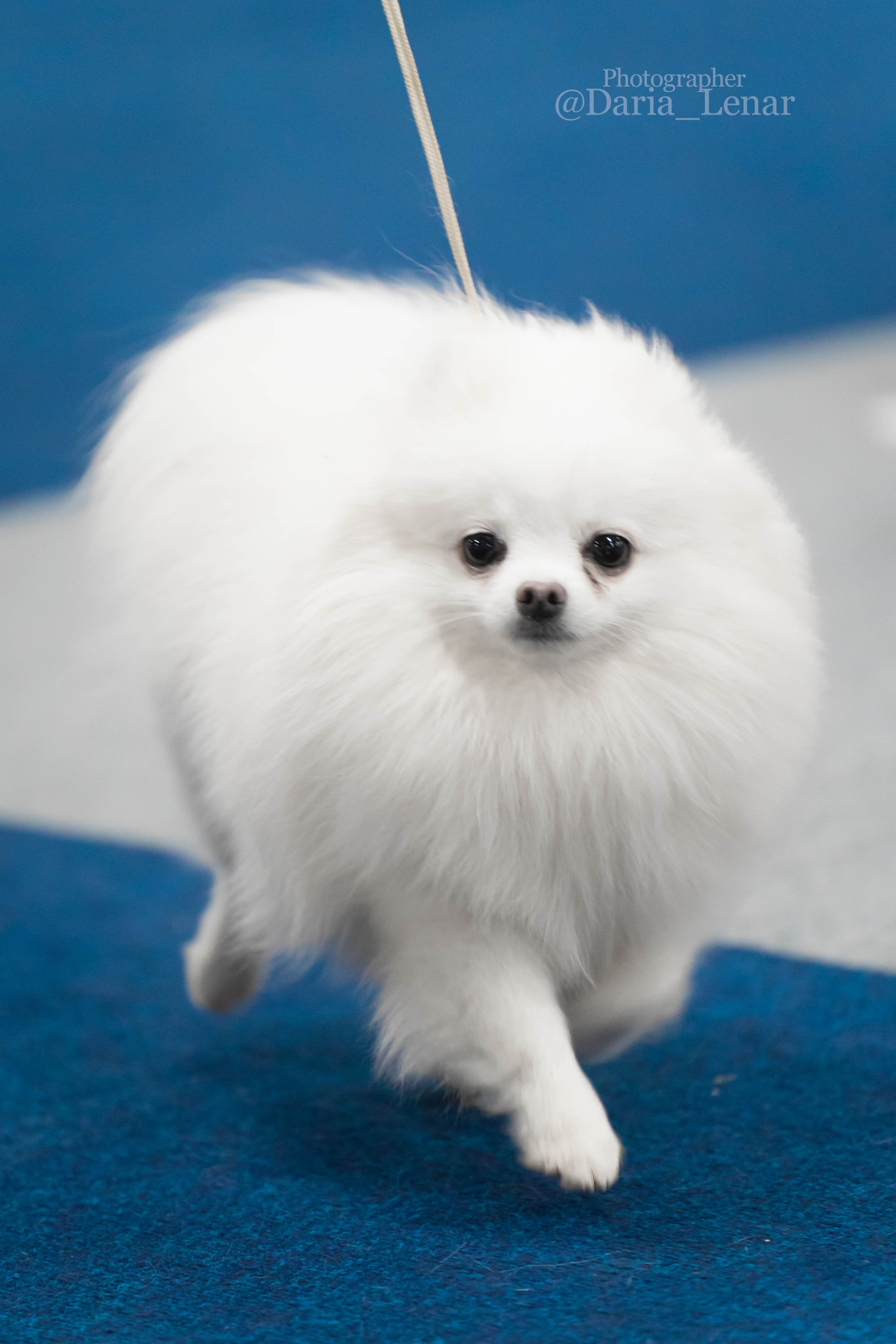 Выставки собак. Фотограф в Москве Ленарская Дарья