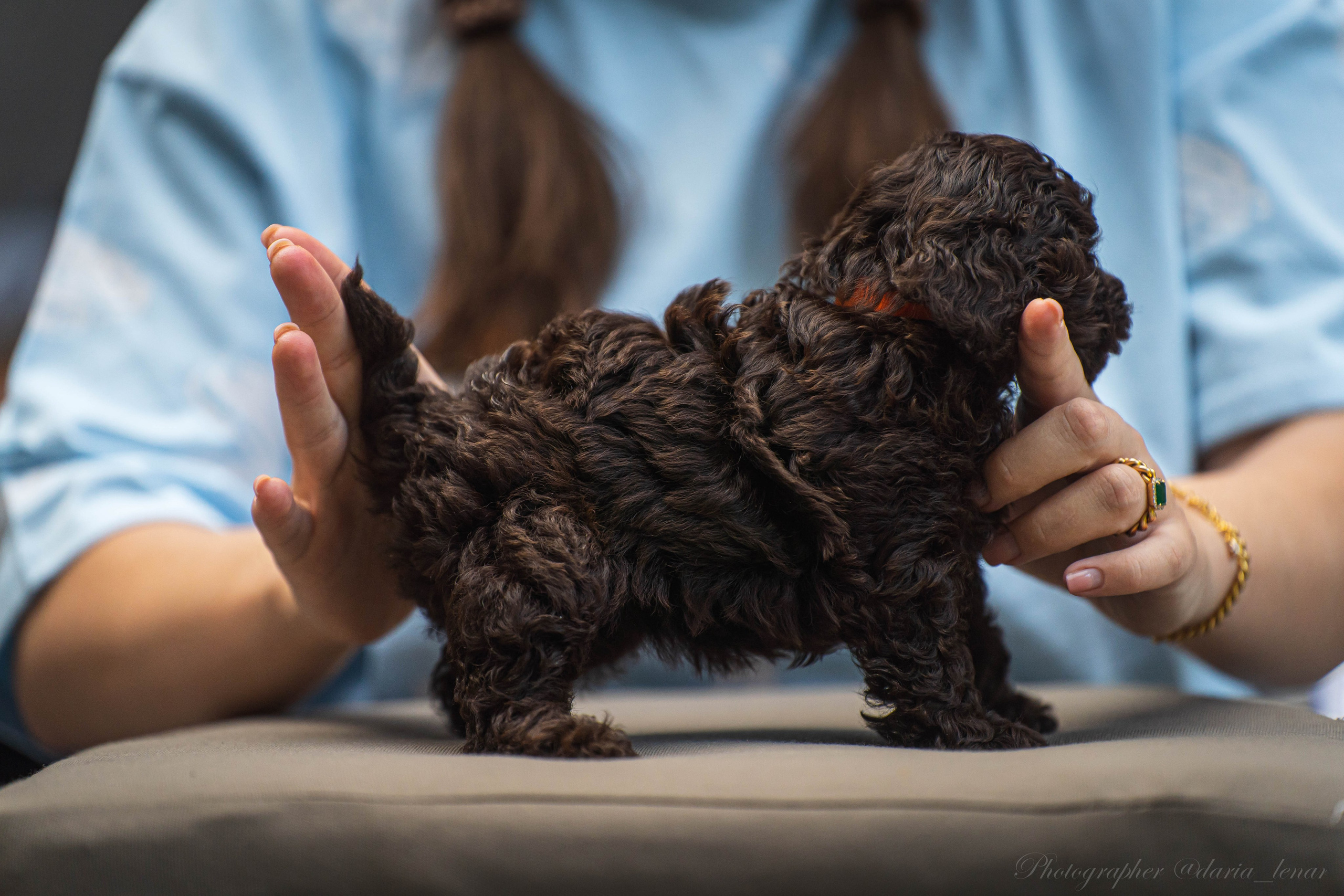 Питомник мини-пуделей. Фотограф в Москве Ленарская Дарья