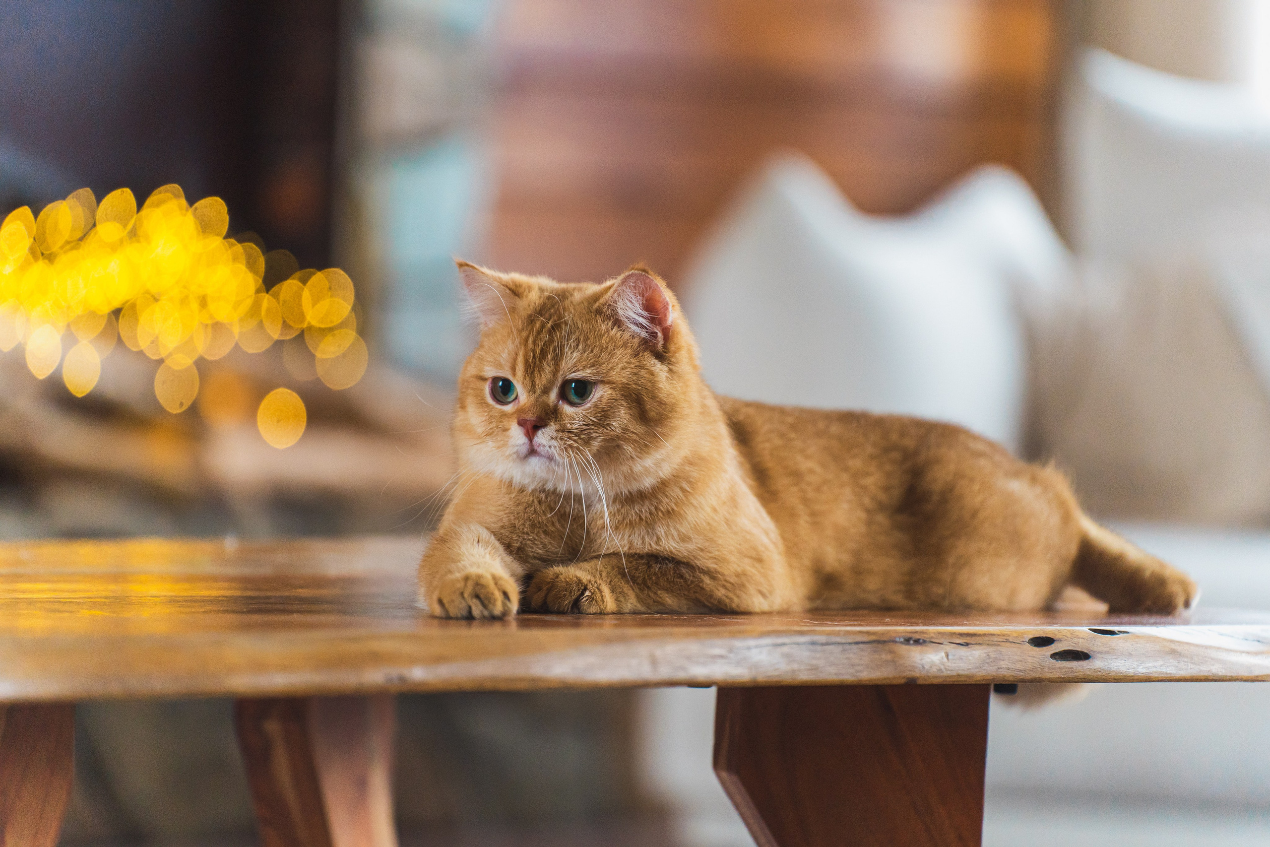 Питомник Шотландских кошек. Фотограф в Москве Ленарская Дарья