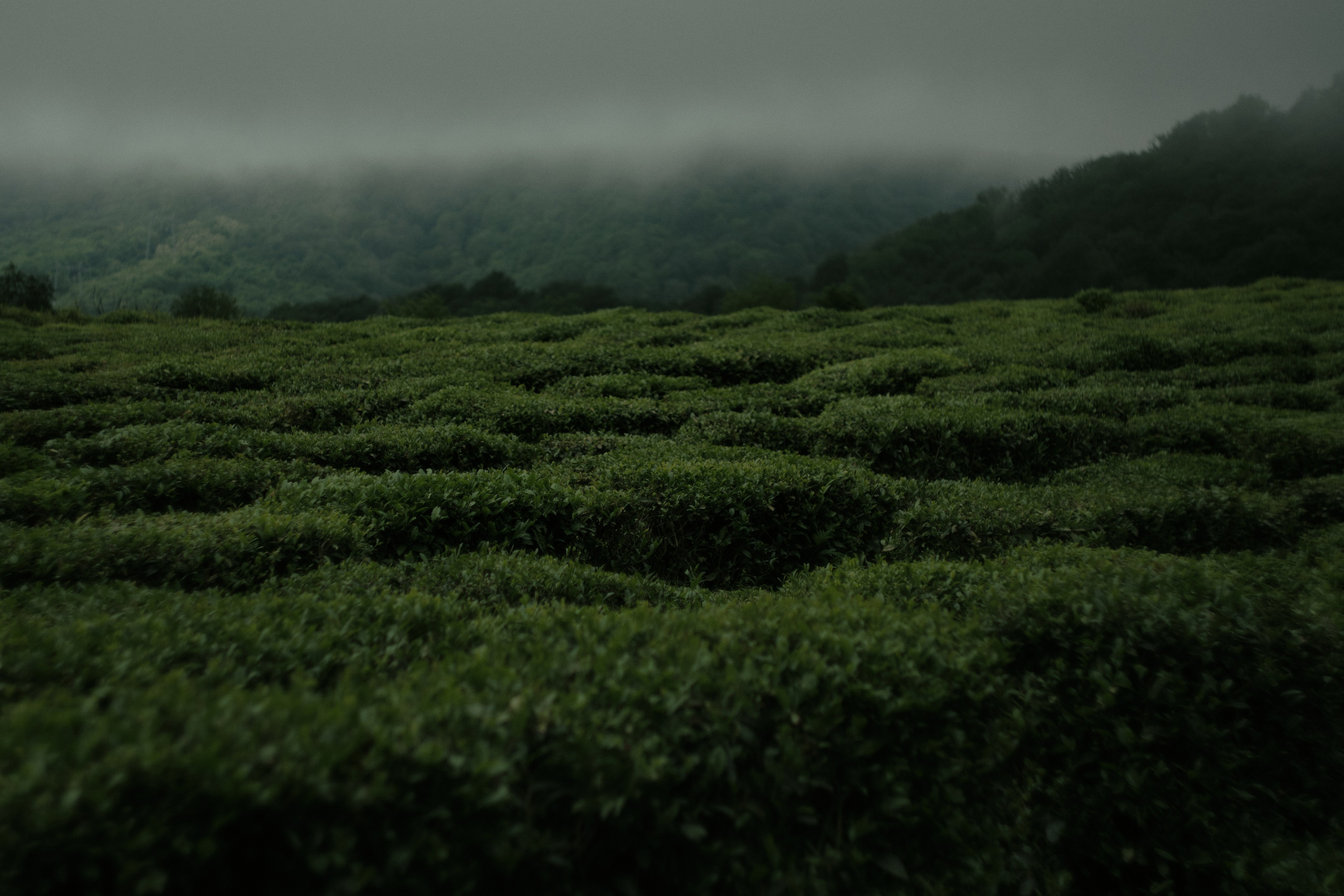 Khosta. Фотограф Настя Лев