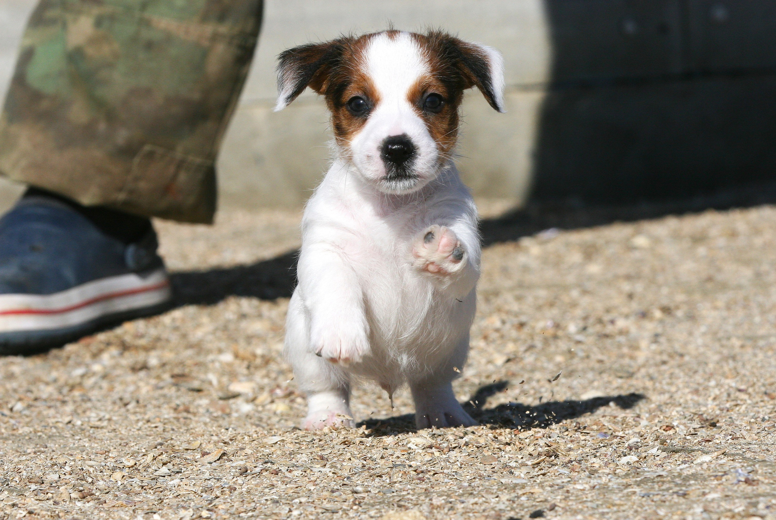 Male 2 brocken. Lovely-Orange питомник джек рассел терьеров