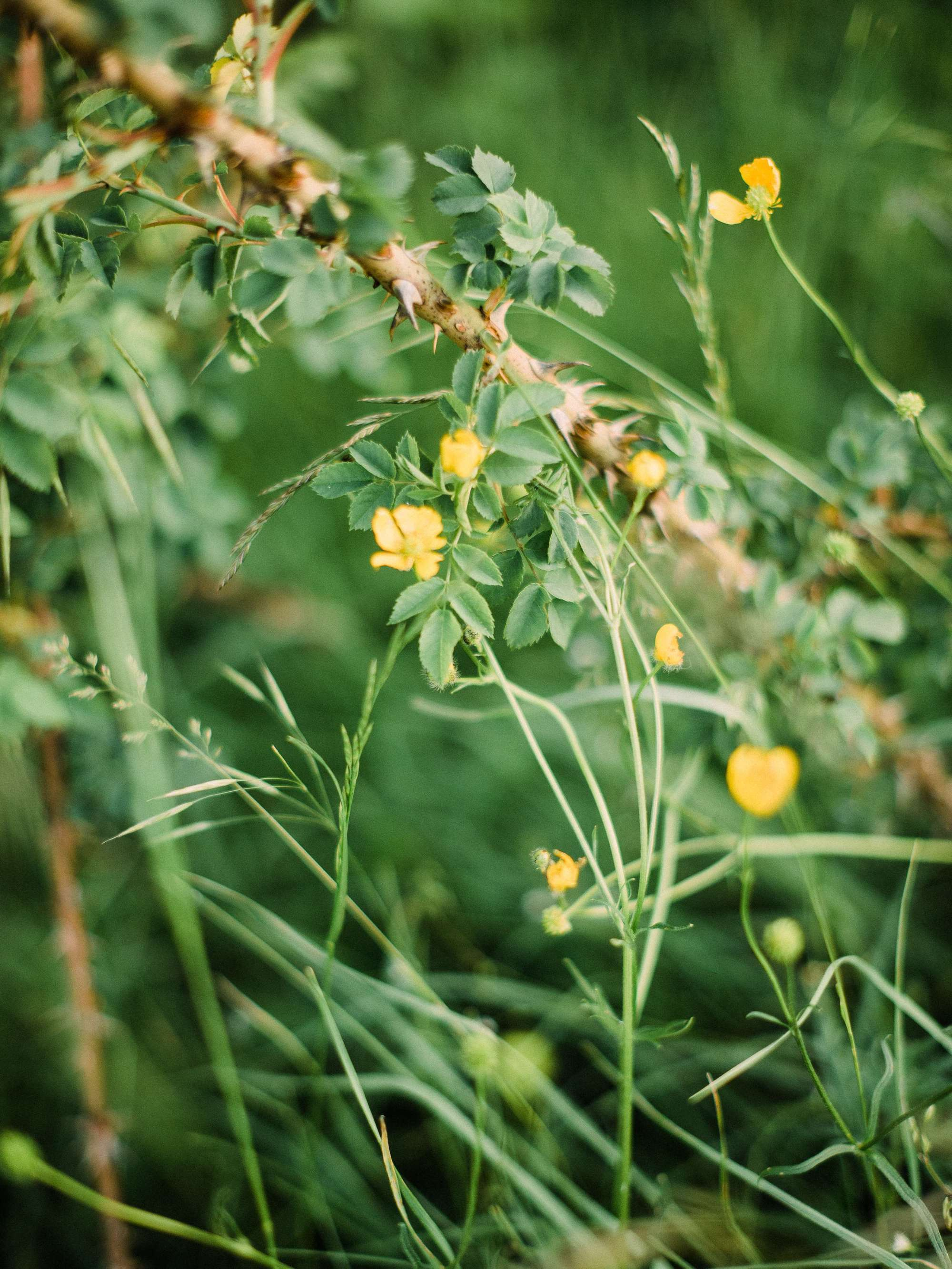 The Secret Life Of Daydreams. Свадебный и семейный фотограф Тамбов