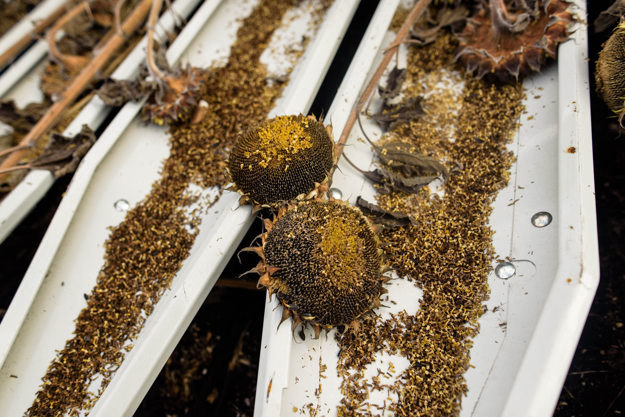 УРОКжайный год!. Свадебный и семейный фотограф Тамбов