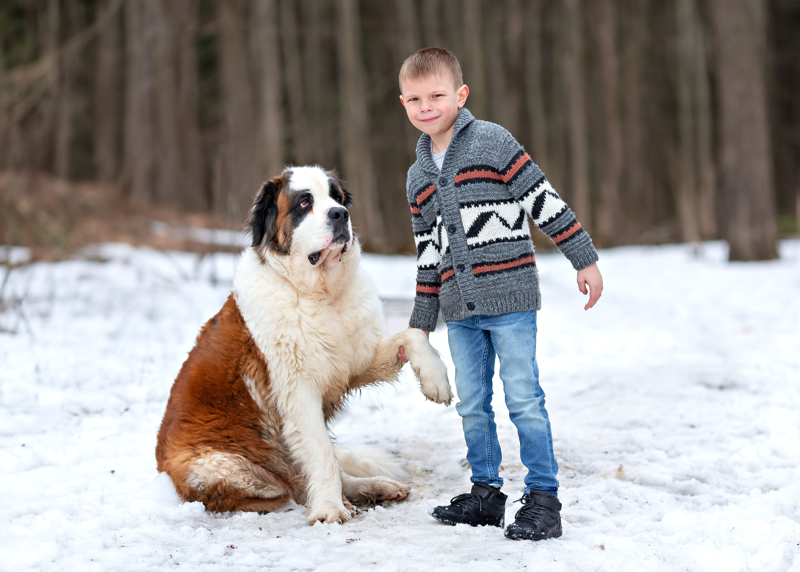 Мальчик и сенбернар