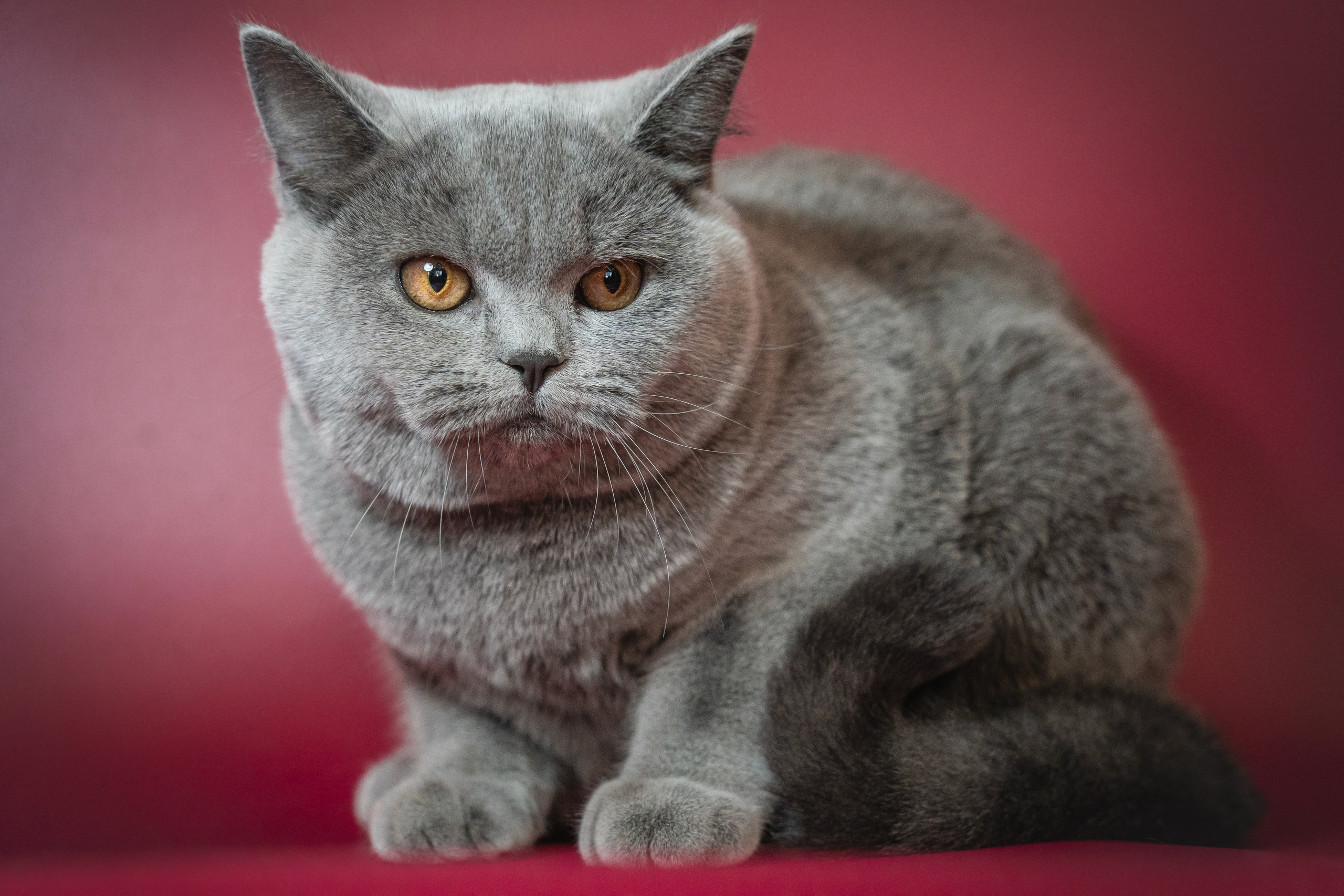 Котики. Семейный фотограф анималист г. Находка