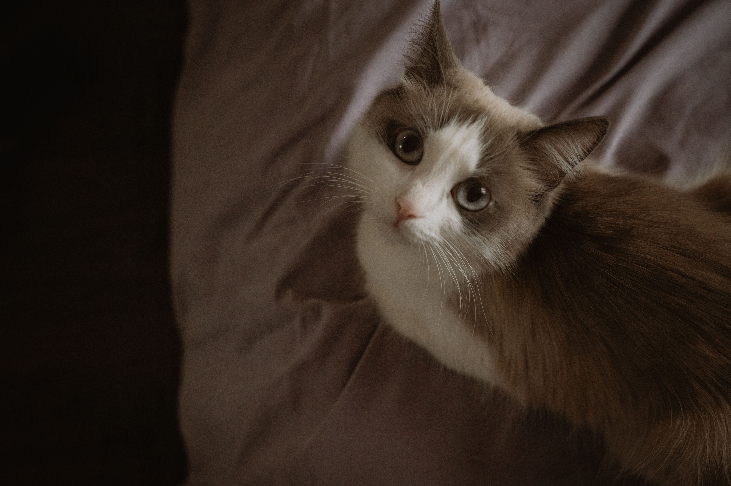 София и Бо. Фотограф беременности и семьи, домашние съемки, Ньюборн