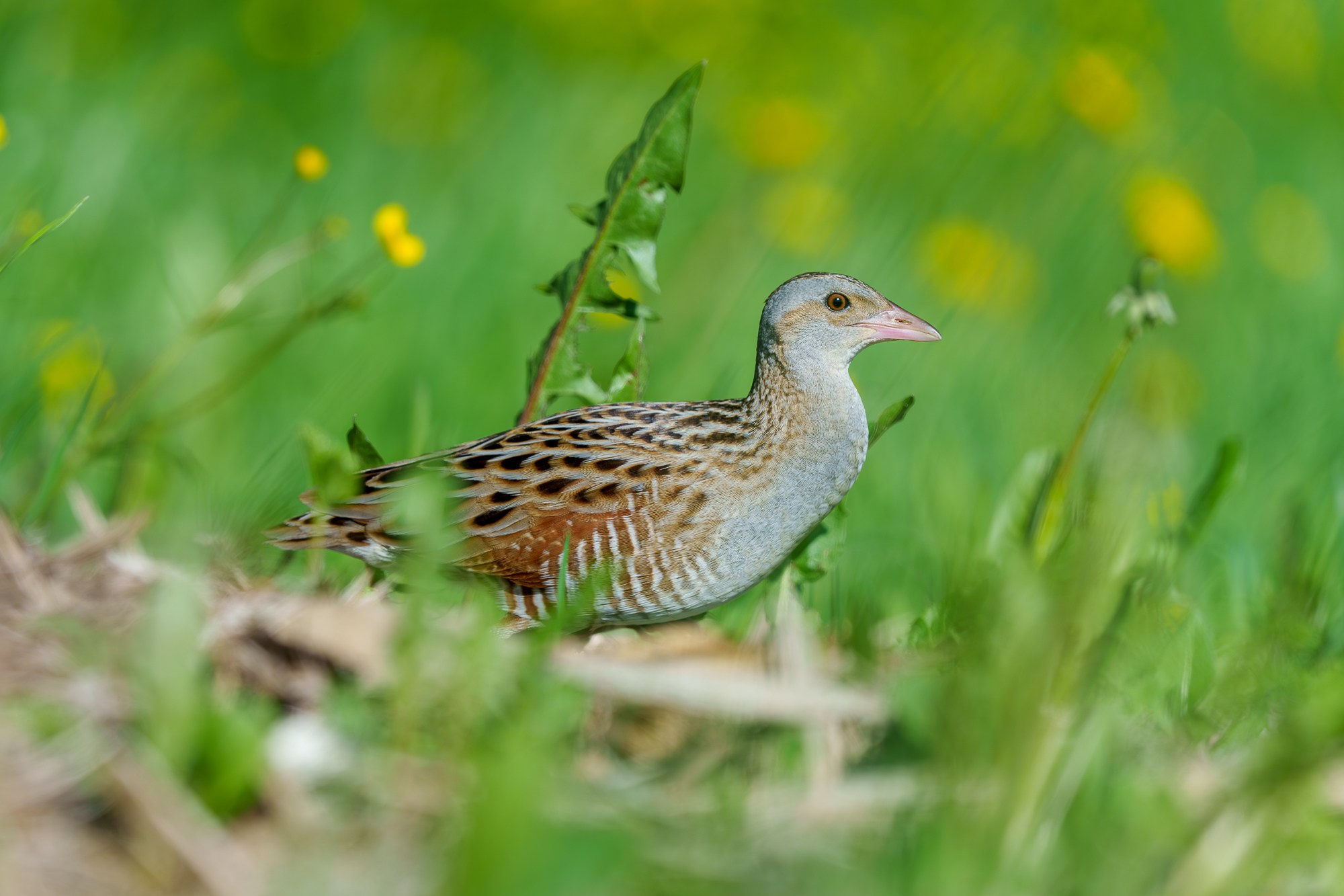 Удивительные мир птиц. Вокруг нас столько прекрасного — присмотритесь!. Ваш личный фотограф Марина Волкова
