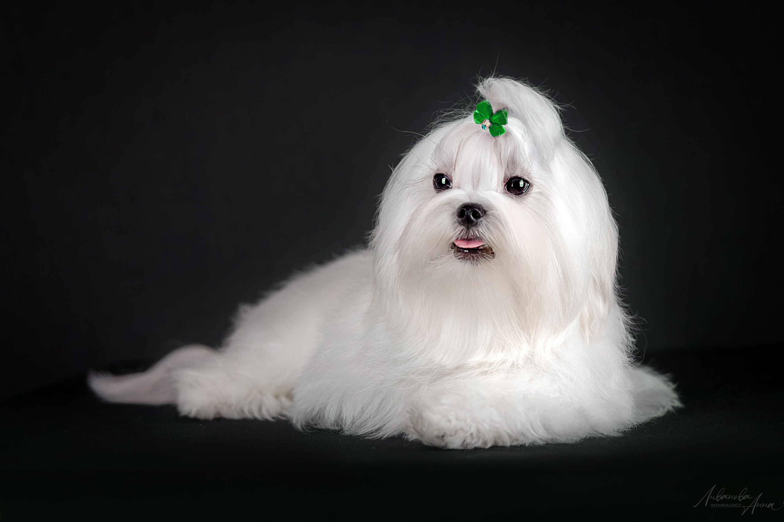 Мальтезе. Фотограф анималист Аня Ливанова | Рыбинск