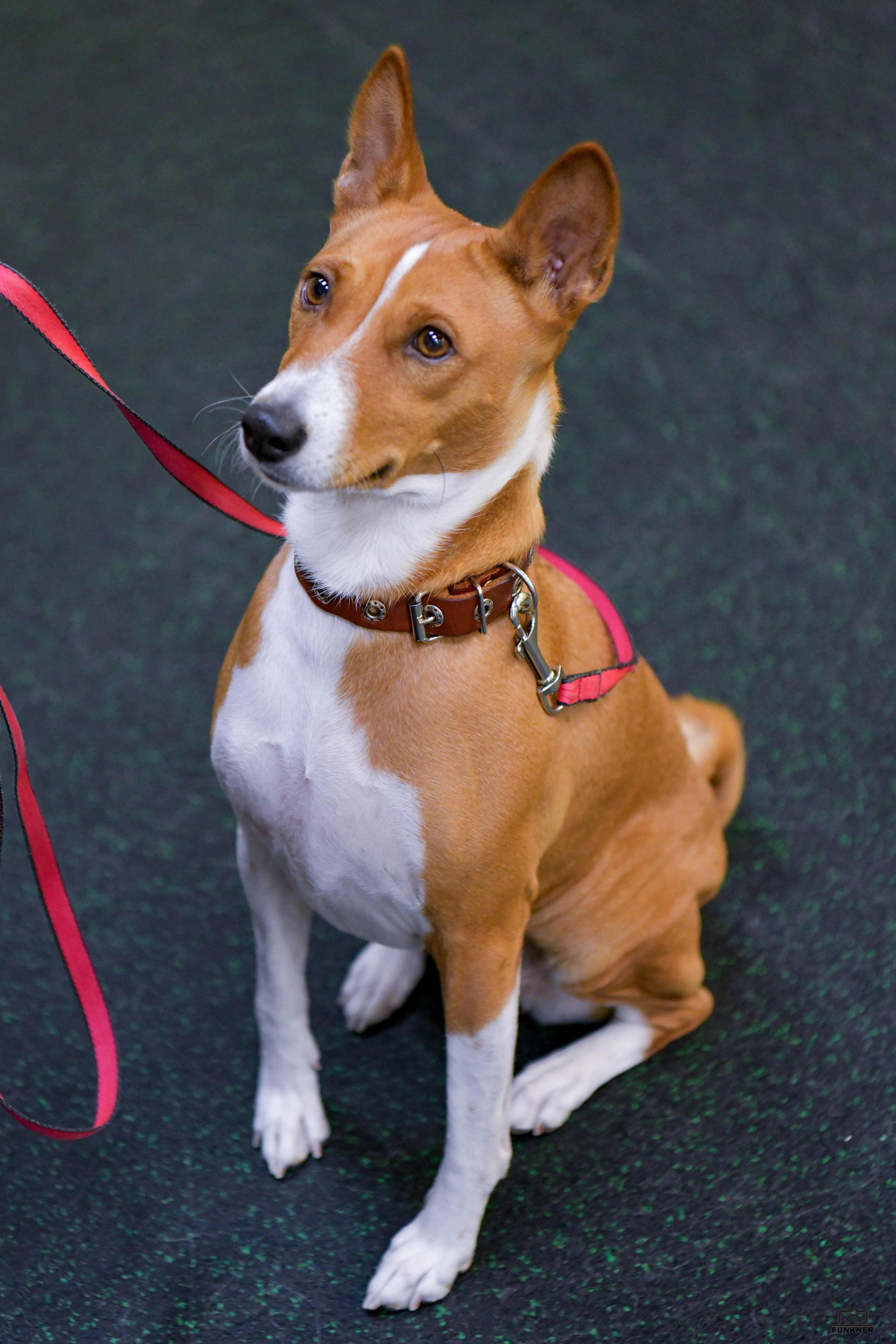 Кинологический клуб «Бодрый хвост». Свой взгляд через объектив