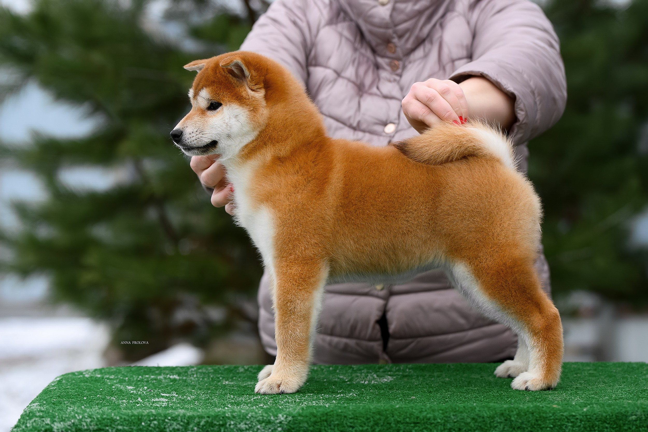 SHIBA. SHIOMARU Shiba and Akita Inu Kennel
