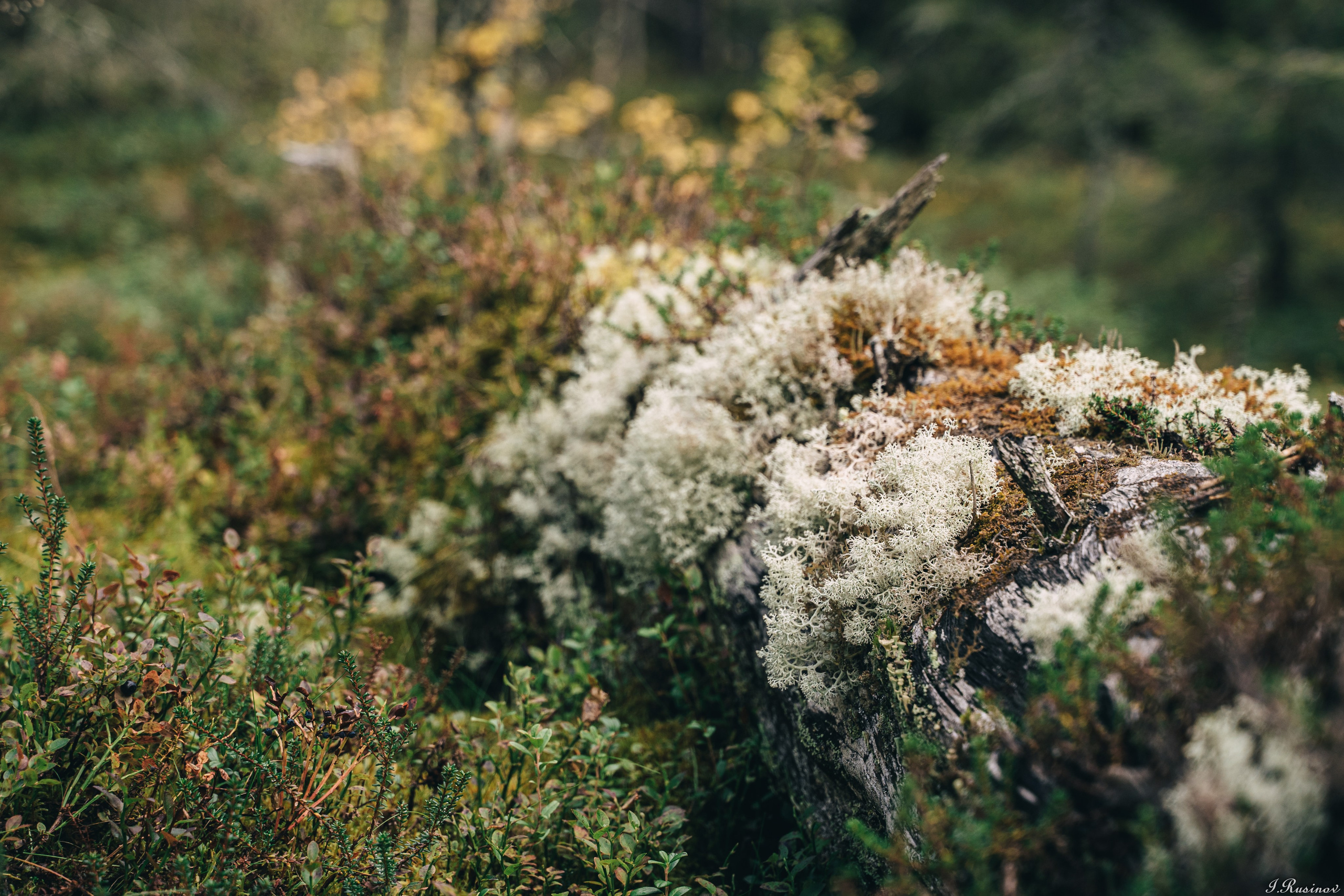 ХИБИНЫ 2021 г. Event фотограф Степанова Александра