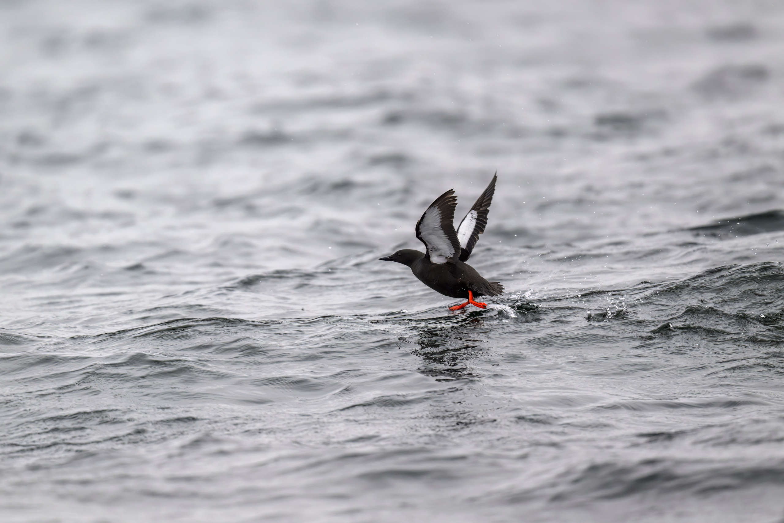 Мурманская область. Июнь 2024. Фотограф Сергей Пупонин