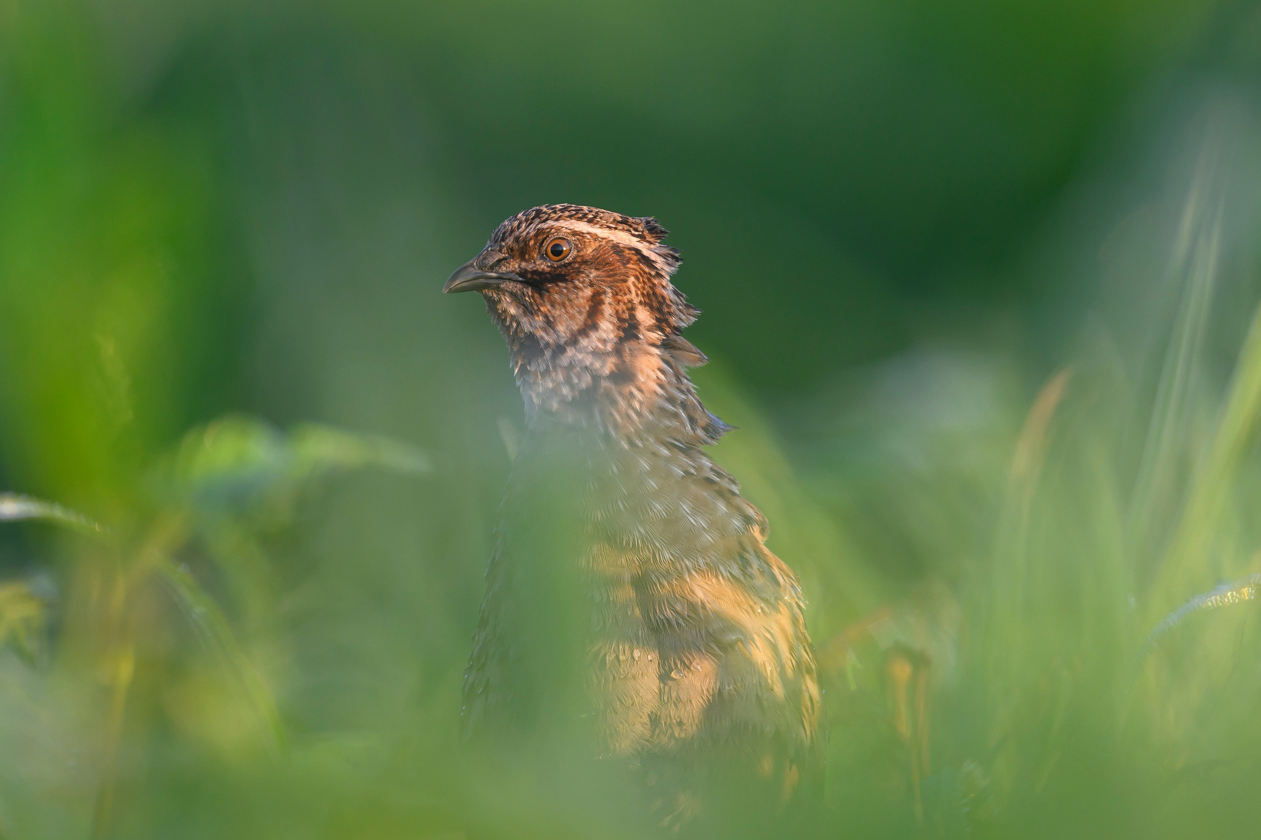 Перепела часть V. Wildlife photography by Sergey Puponin