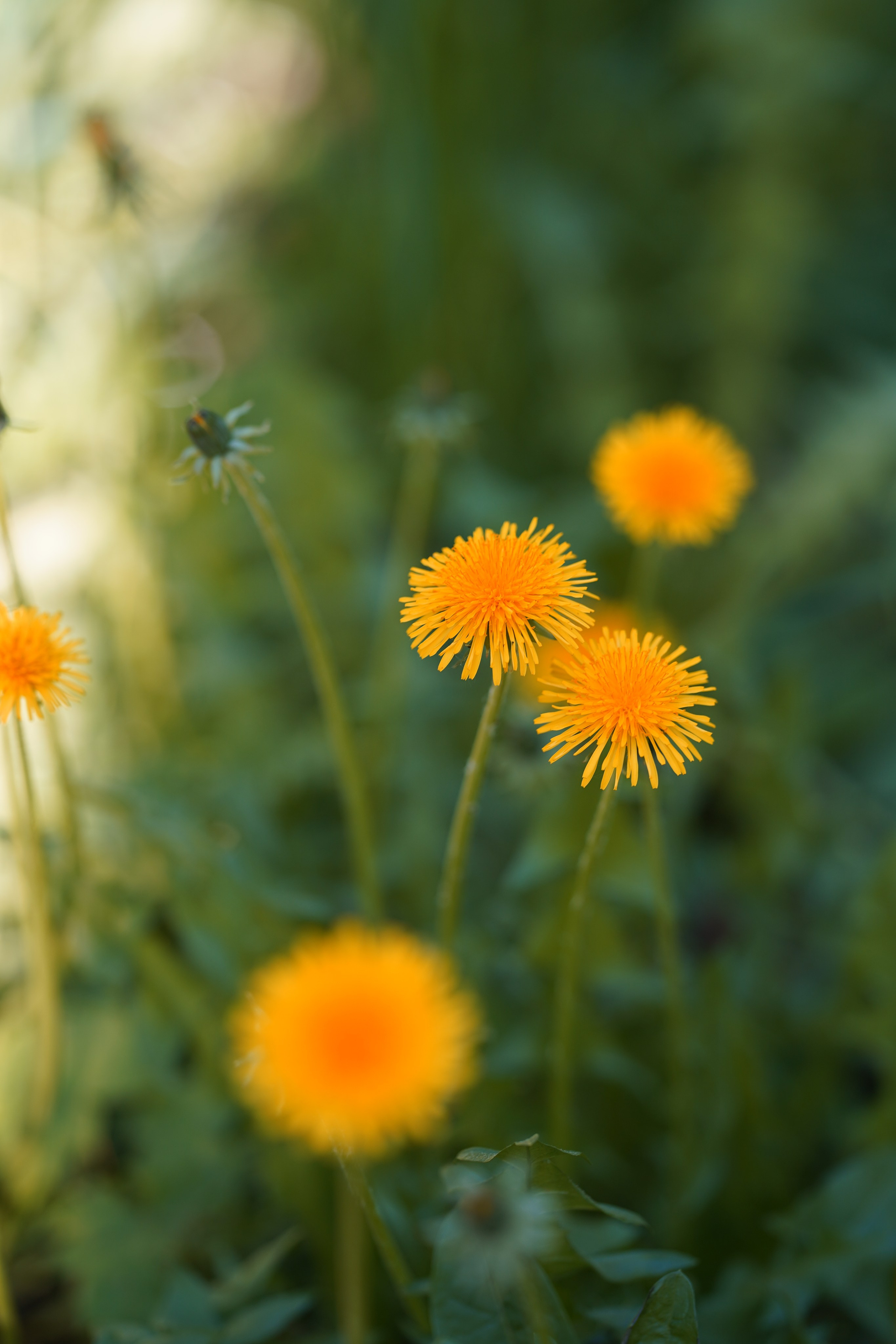 Природа. Фотограф в Москве Мария ~Zagagul~