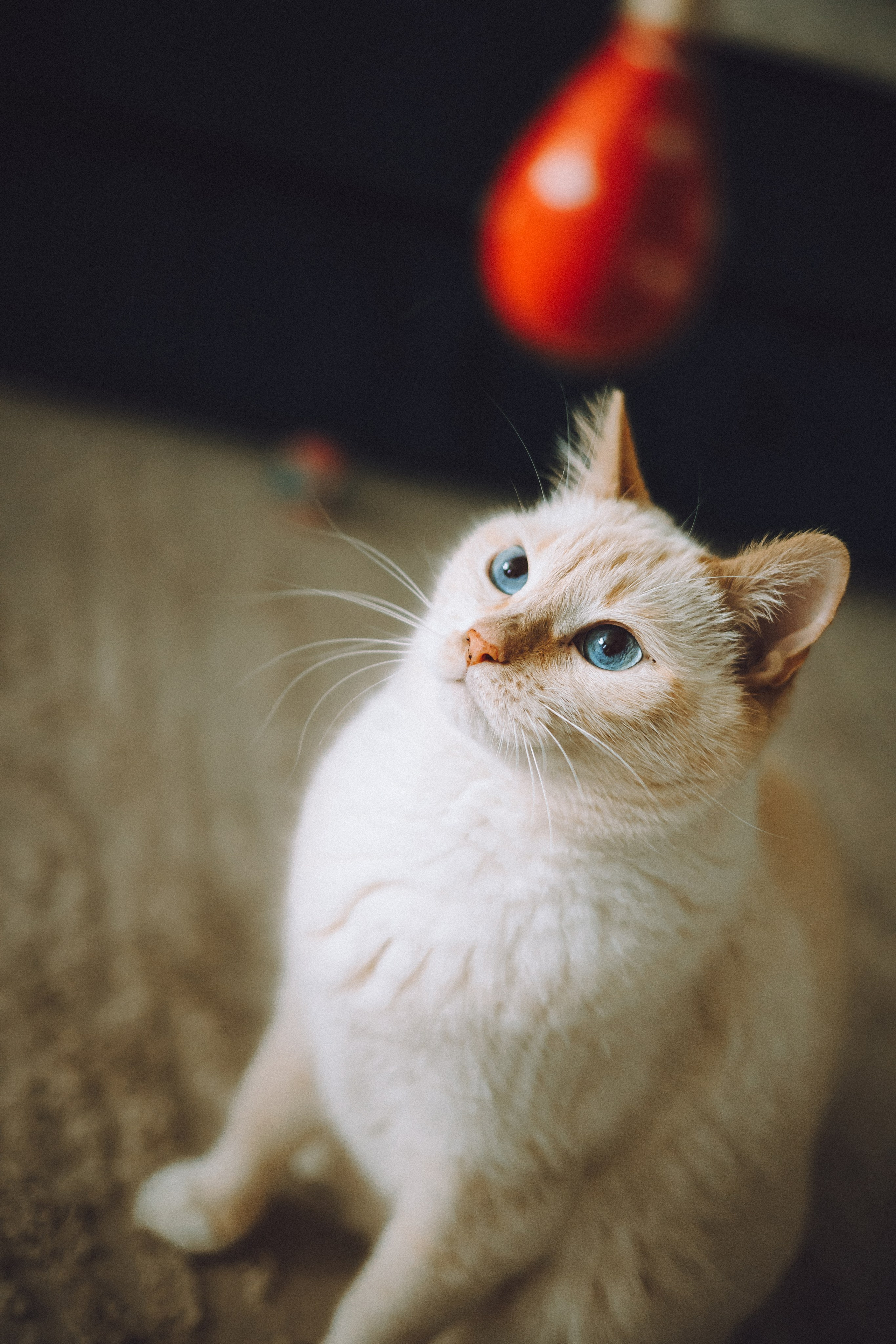 Топик и его семья