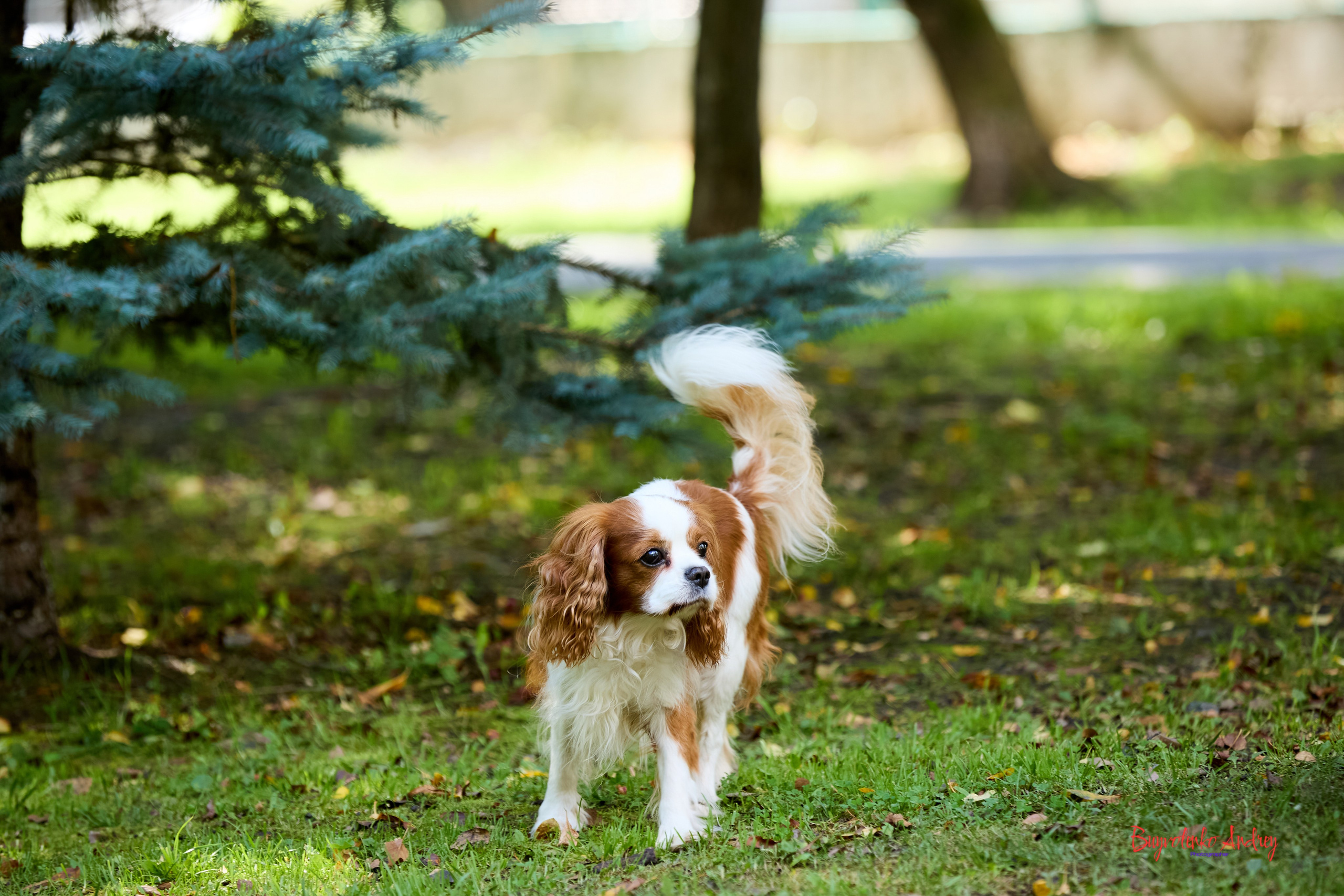 Фотопрогулка с кавалерами. Buyvolenko Andrey