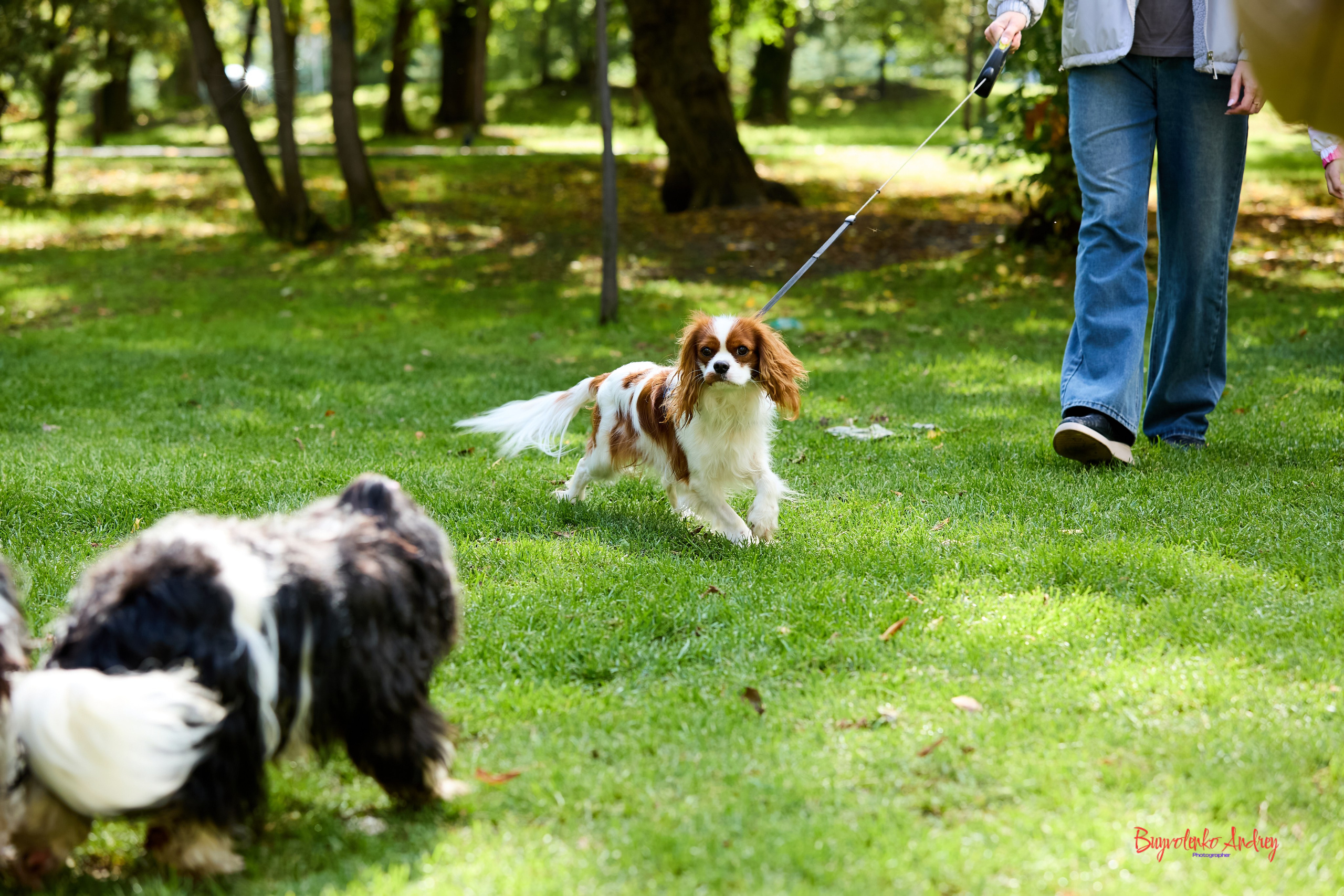 Фотопрогулка с кавалерами. Buyvolenko Andrey