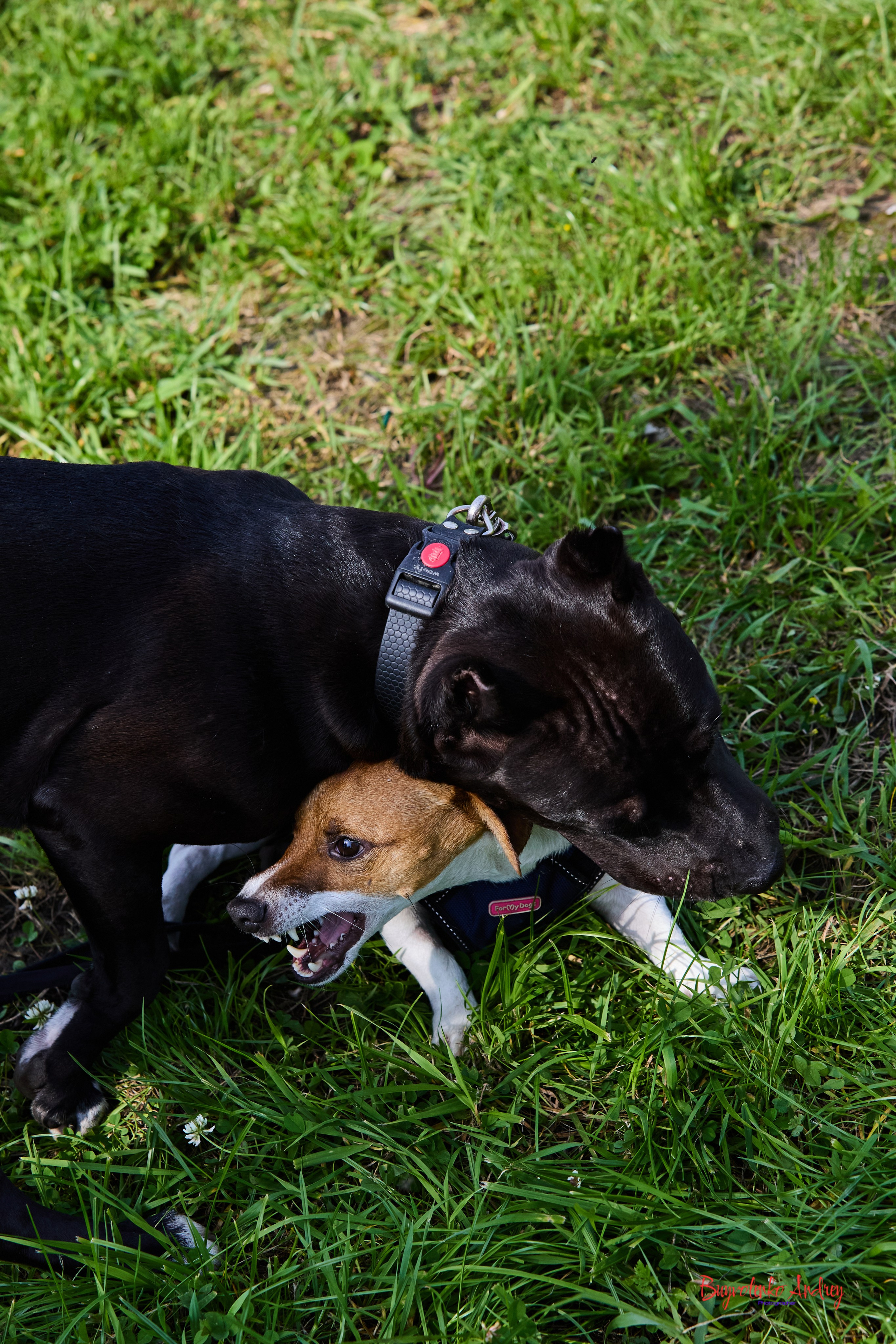 Проект фотопрогулка с хвостиком. Buyvolenko Andrey